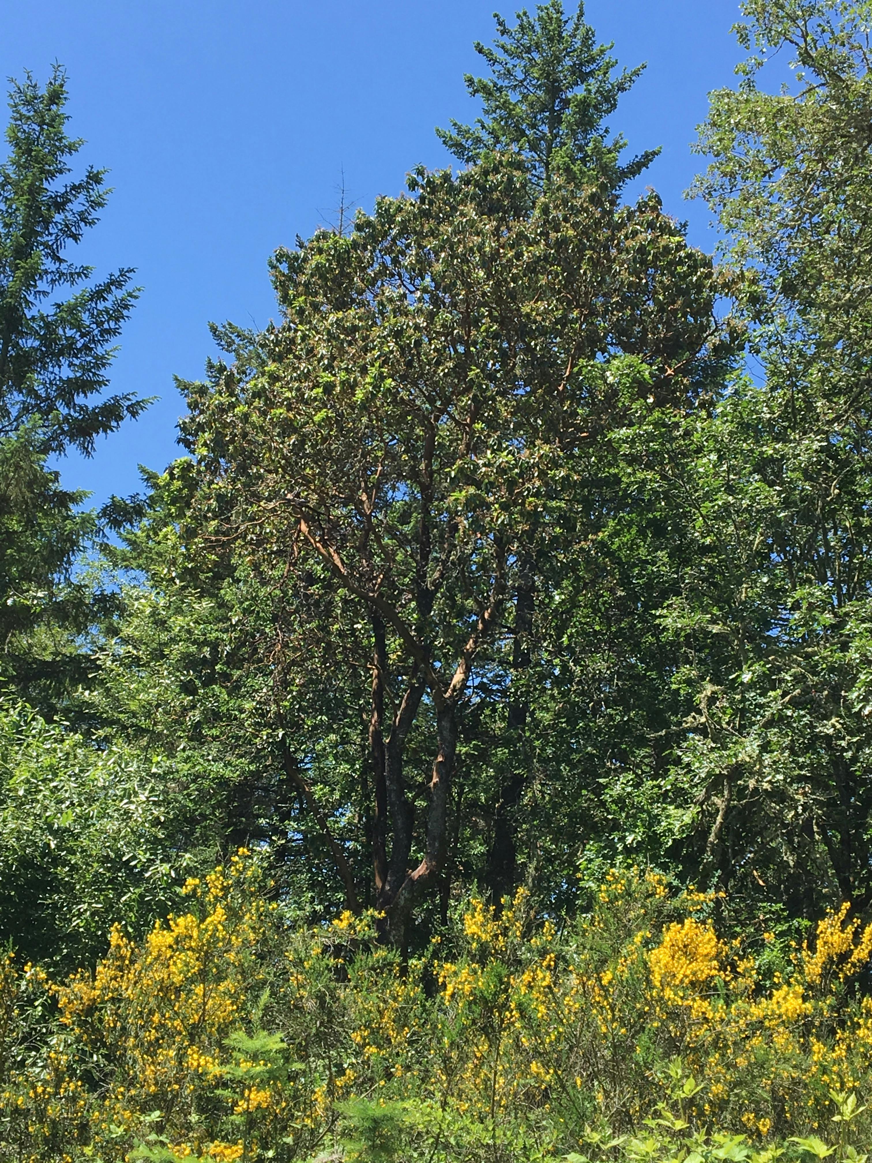 Pacific Madrone and Scotch broom