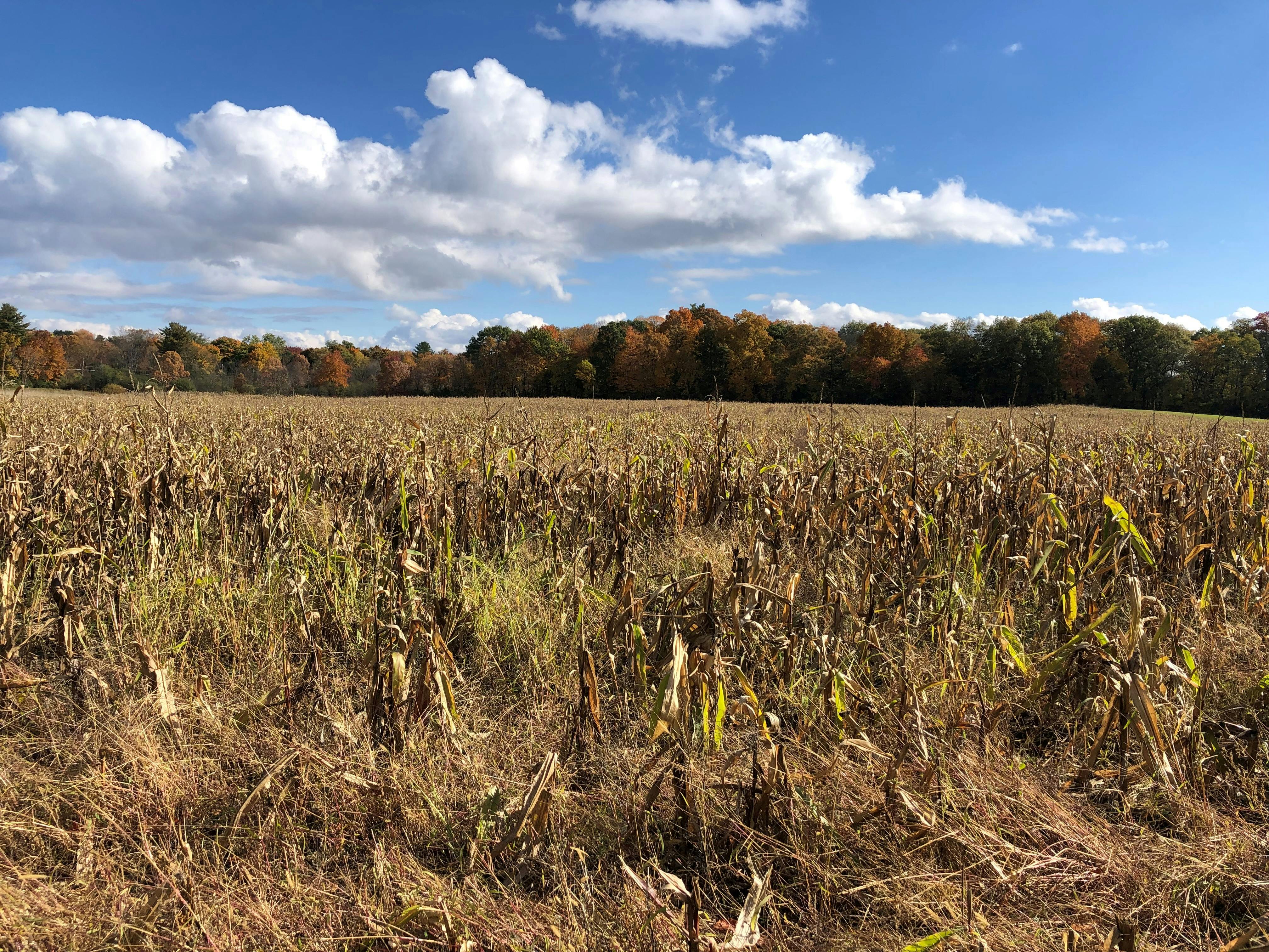 Corn field Riverview Road_October 2022_Wojtowicz Field.jpg