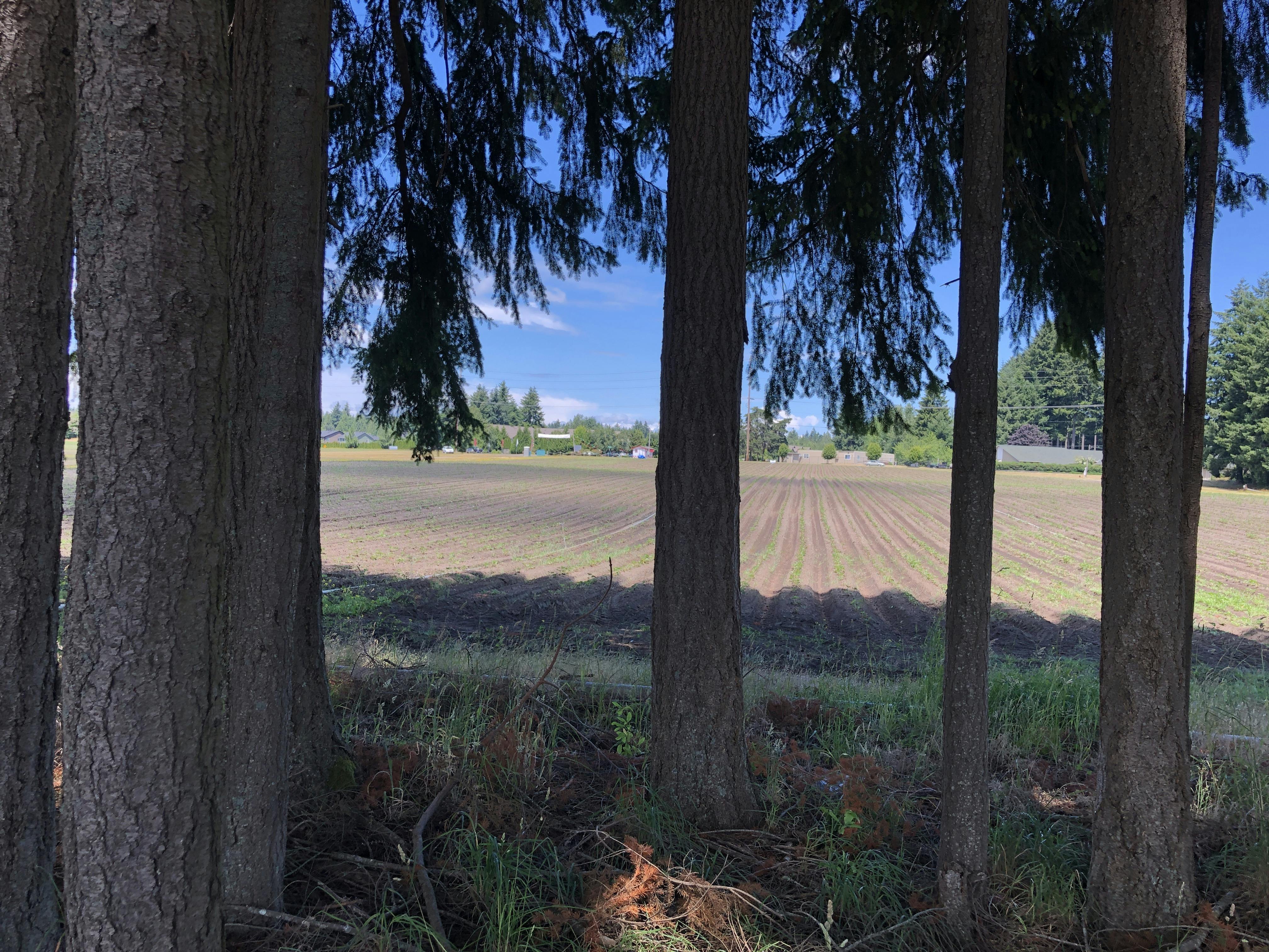 View from wooded area at Yelm Highway Community Park site