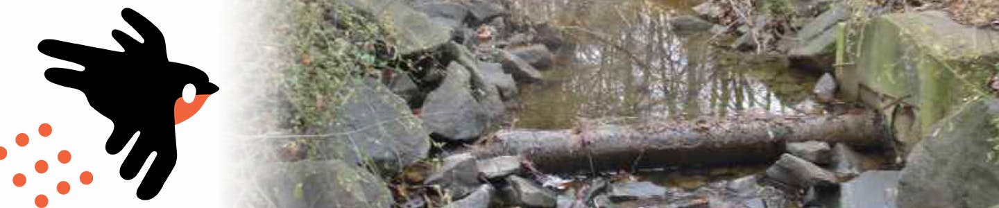 Cartoon robin and an exposed sewer pipe at a creek crossing