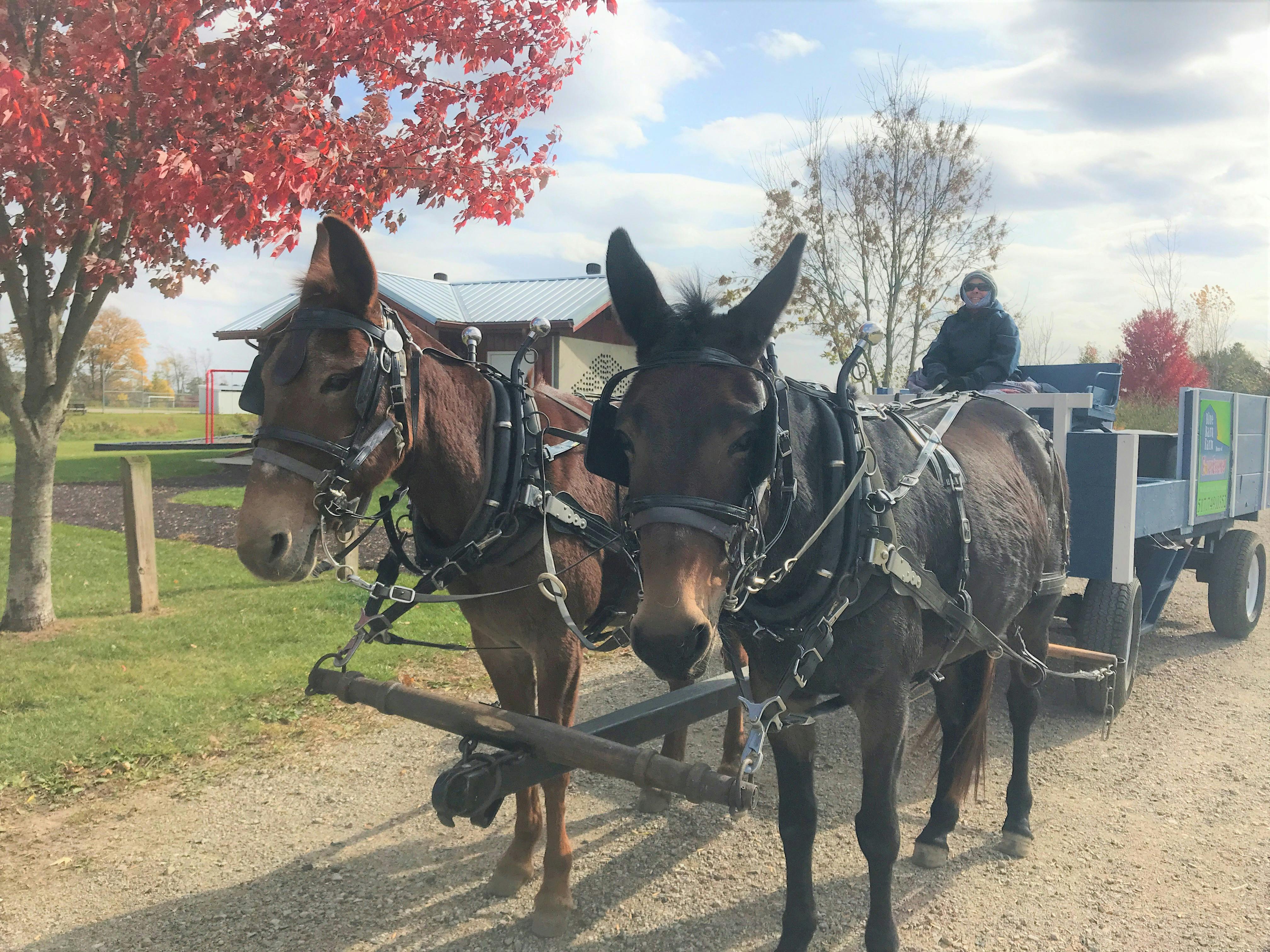 Blue Barn Farm hay ride.jpg