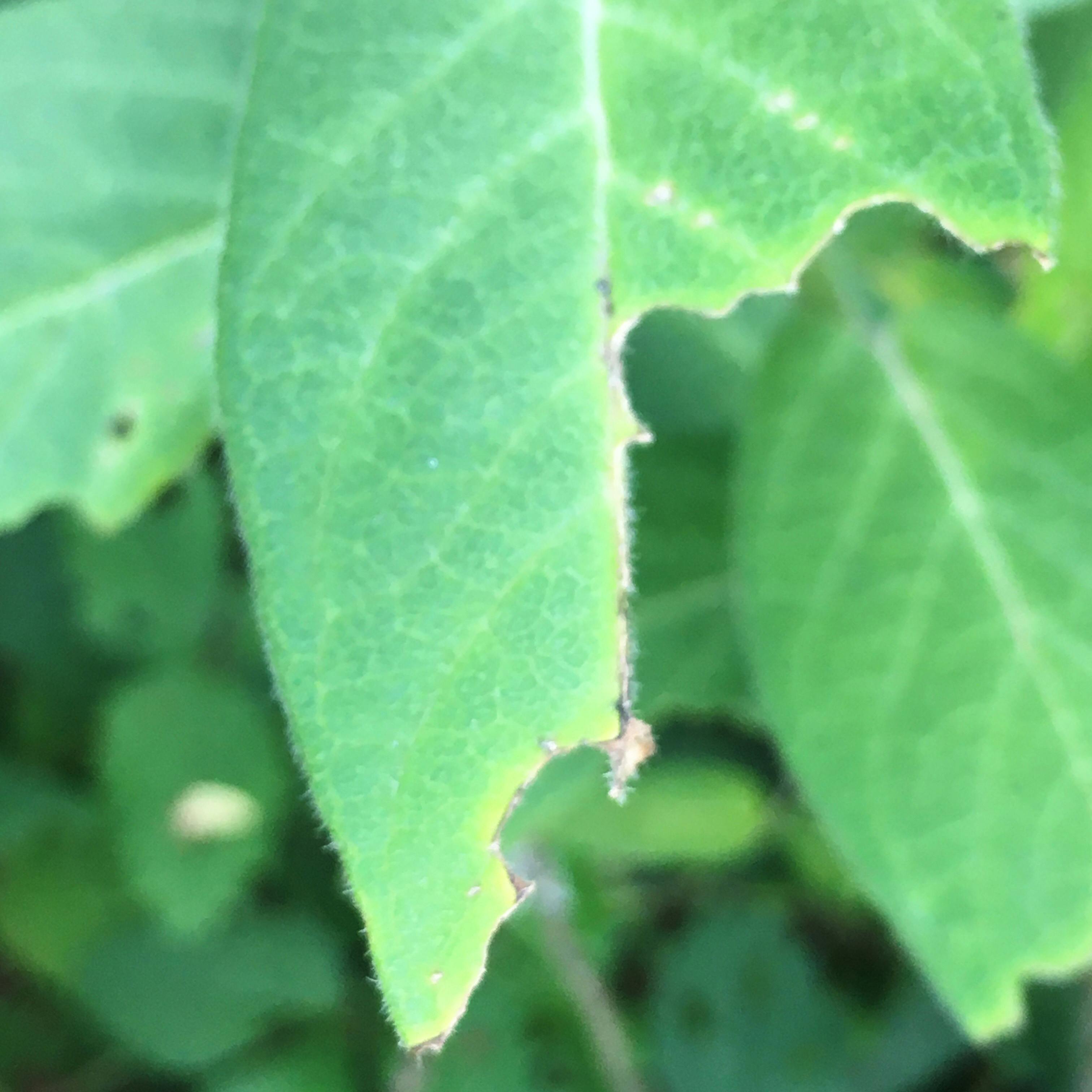 Milkweeed is a host plant as this chewed leaf indicates