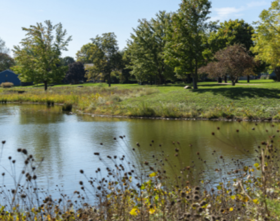 Shoreline Stabilization - Plant grasses, shrubs, and trees in targeted locations to stabilize shoreline from wave and human traffic erosion