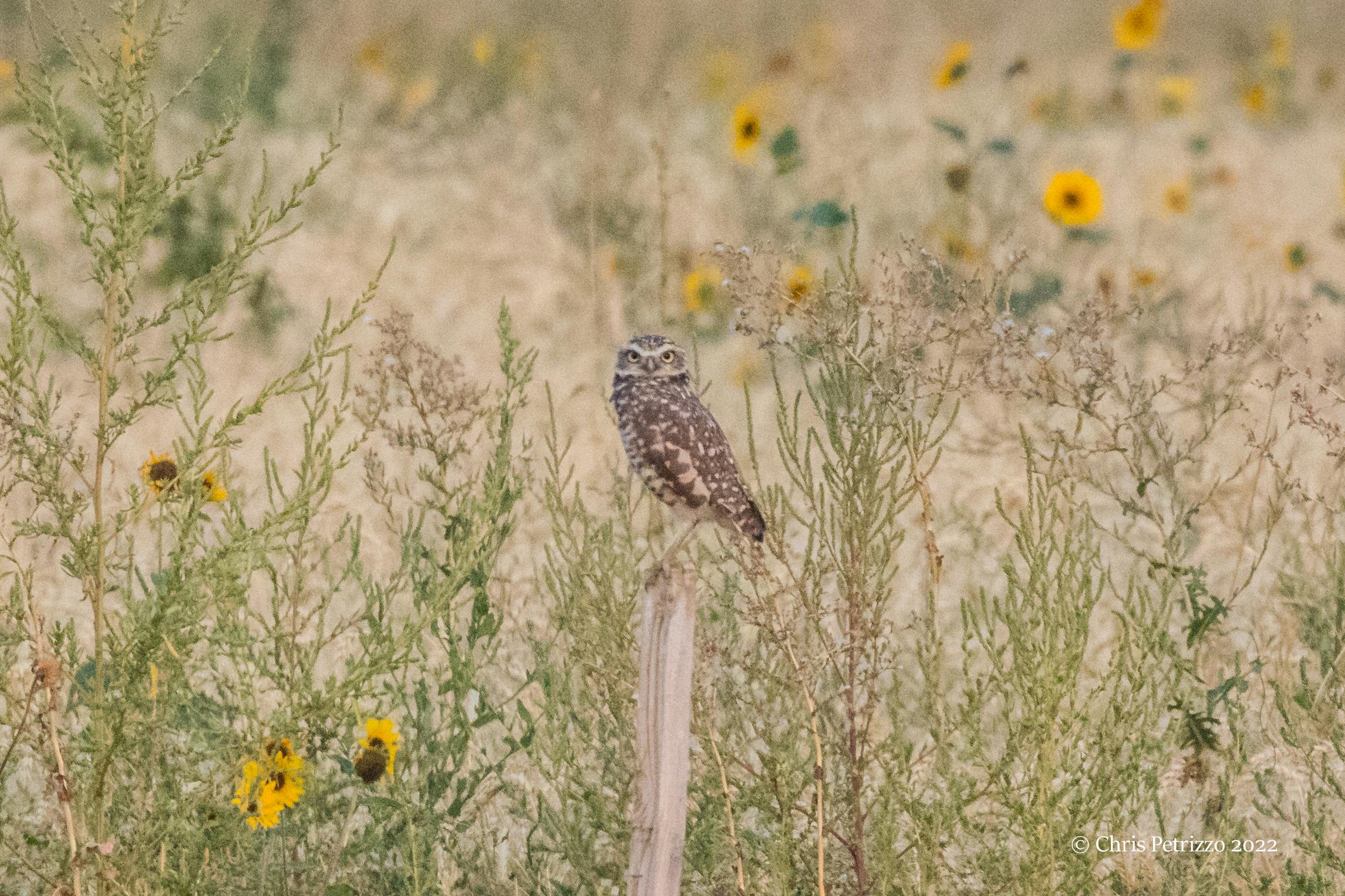 Burrowing Owl