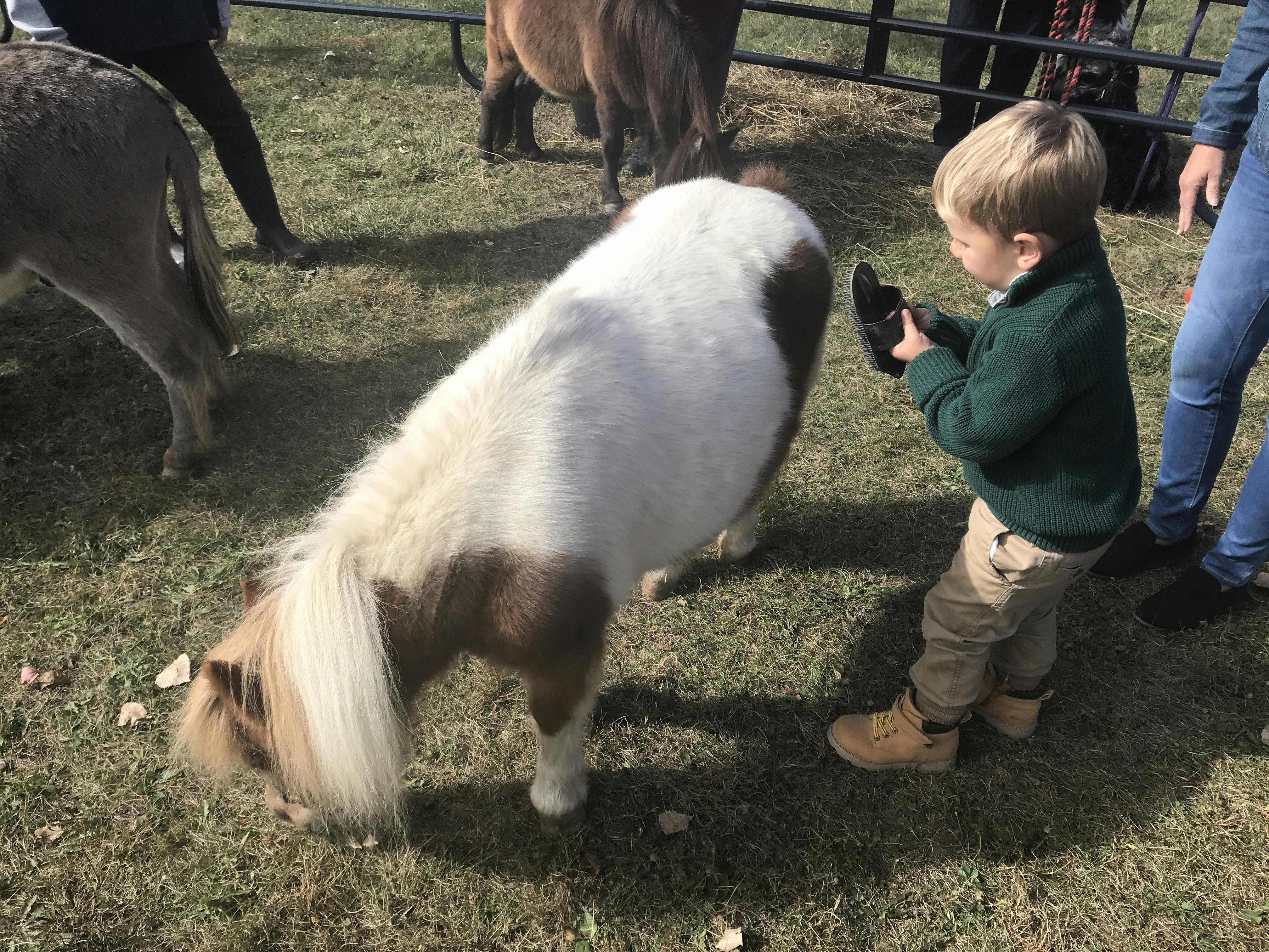 Boy grooming mini pony.JPG