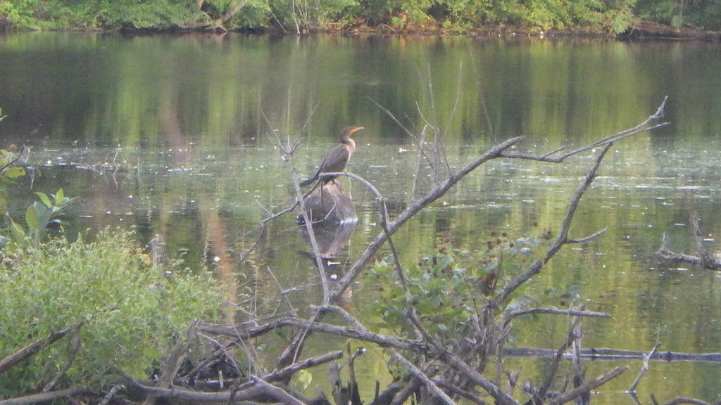 Double Crested Cormorant Posing on Rock