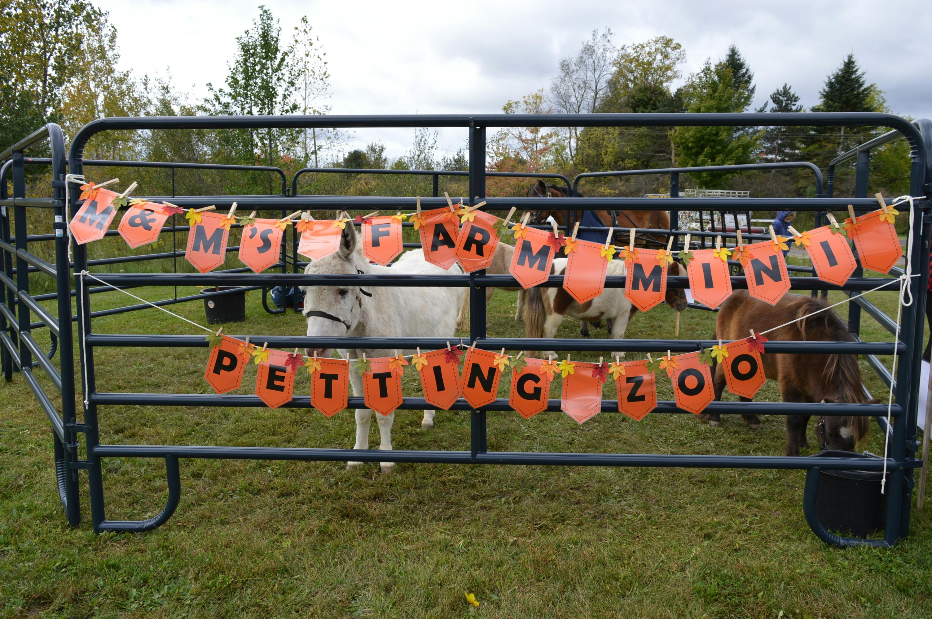 M&M's Farms corral featuring mini farm animals.