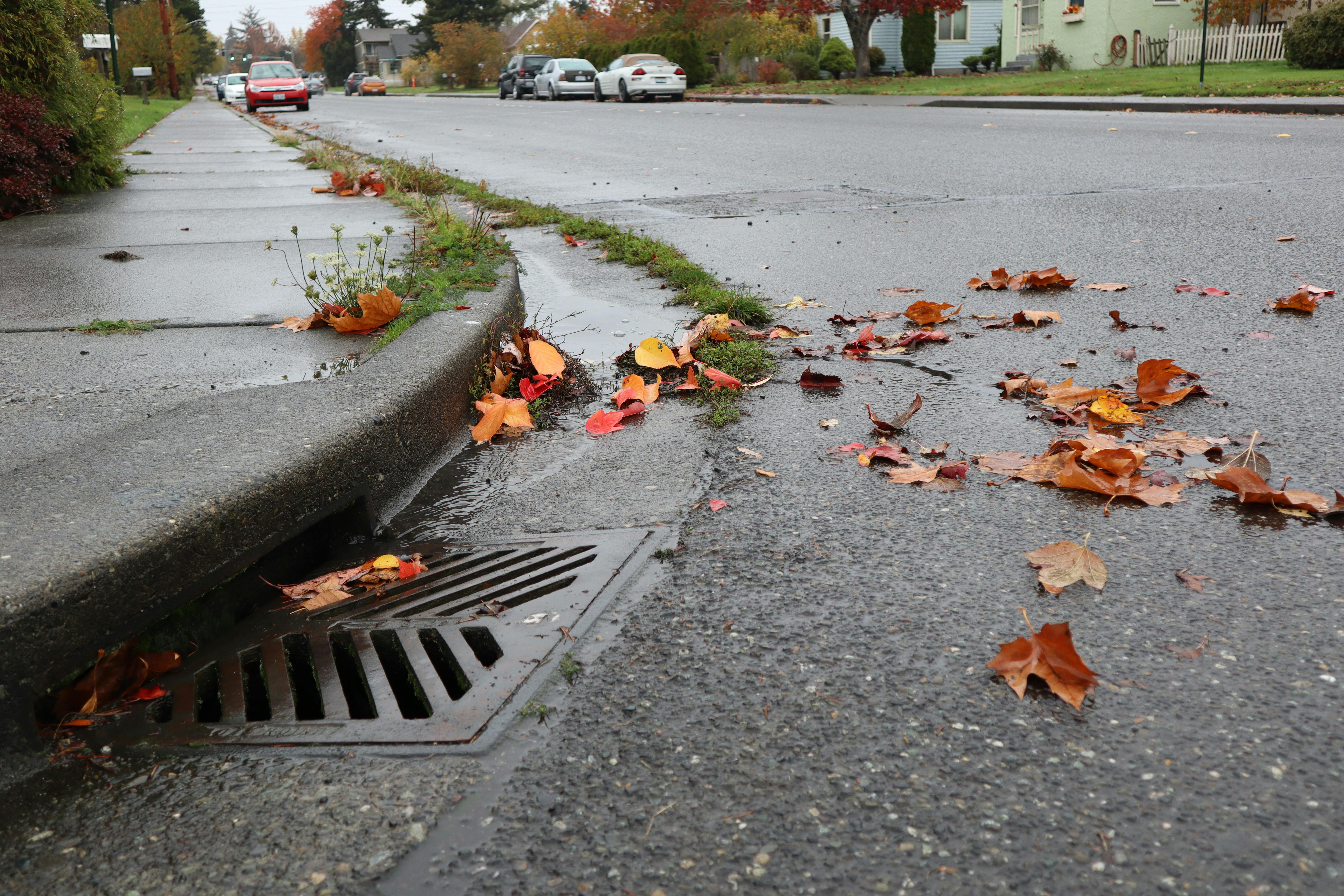 Stormwater drain and leaves