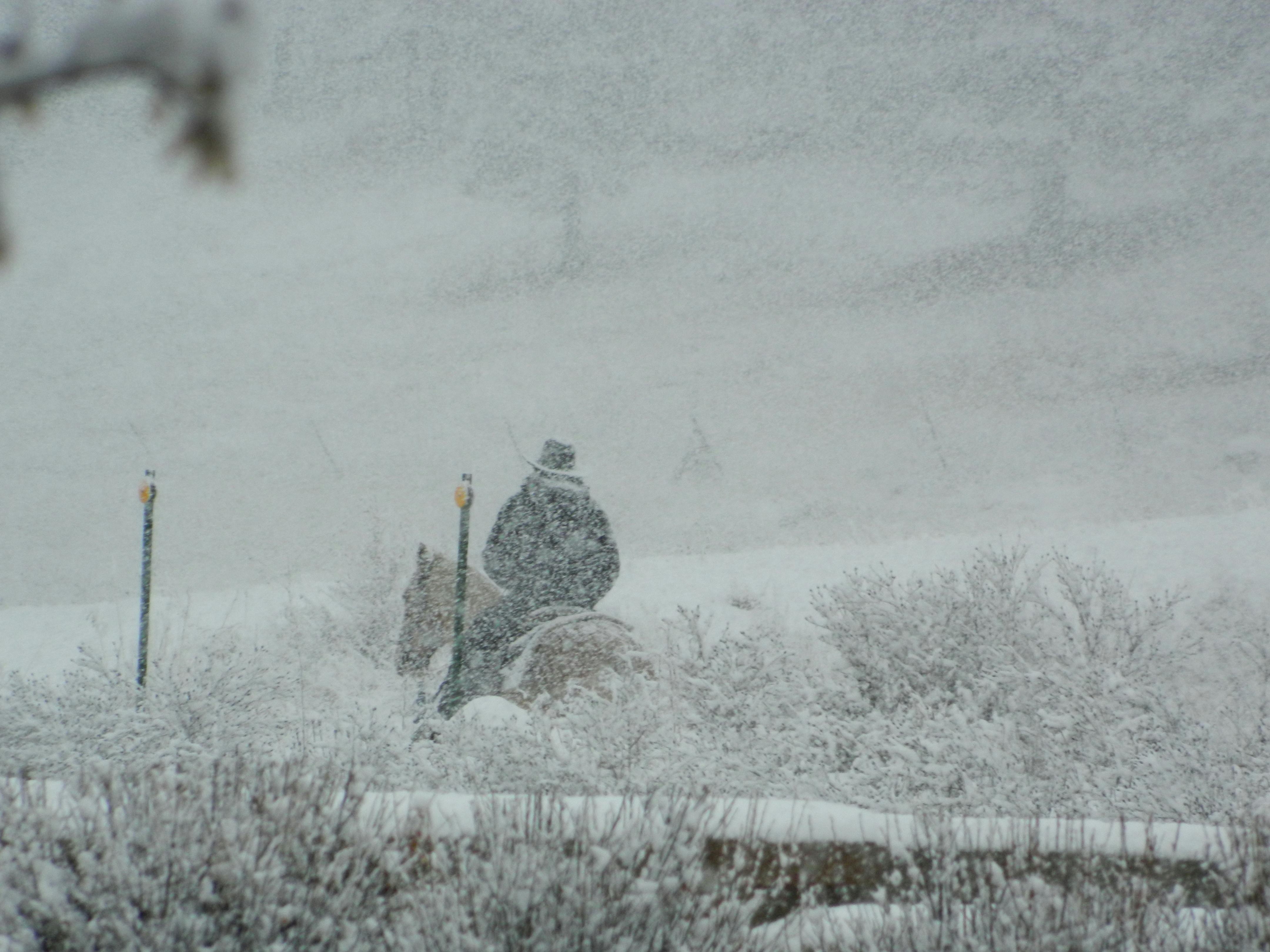 horse in snow.JPG