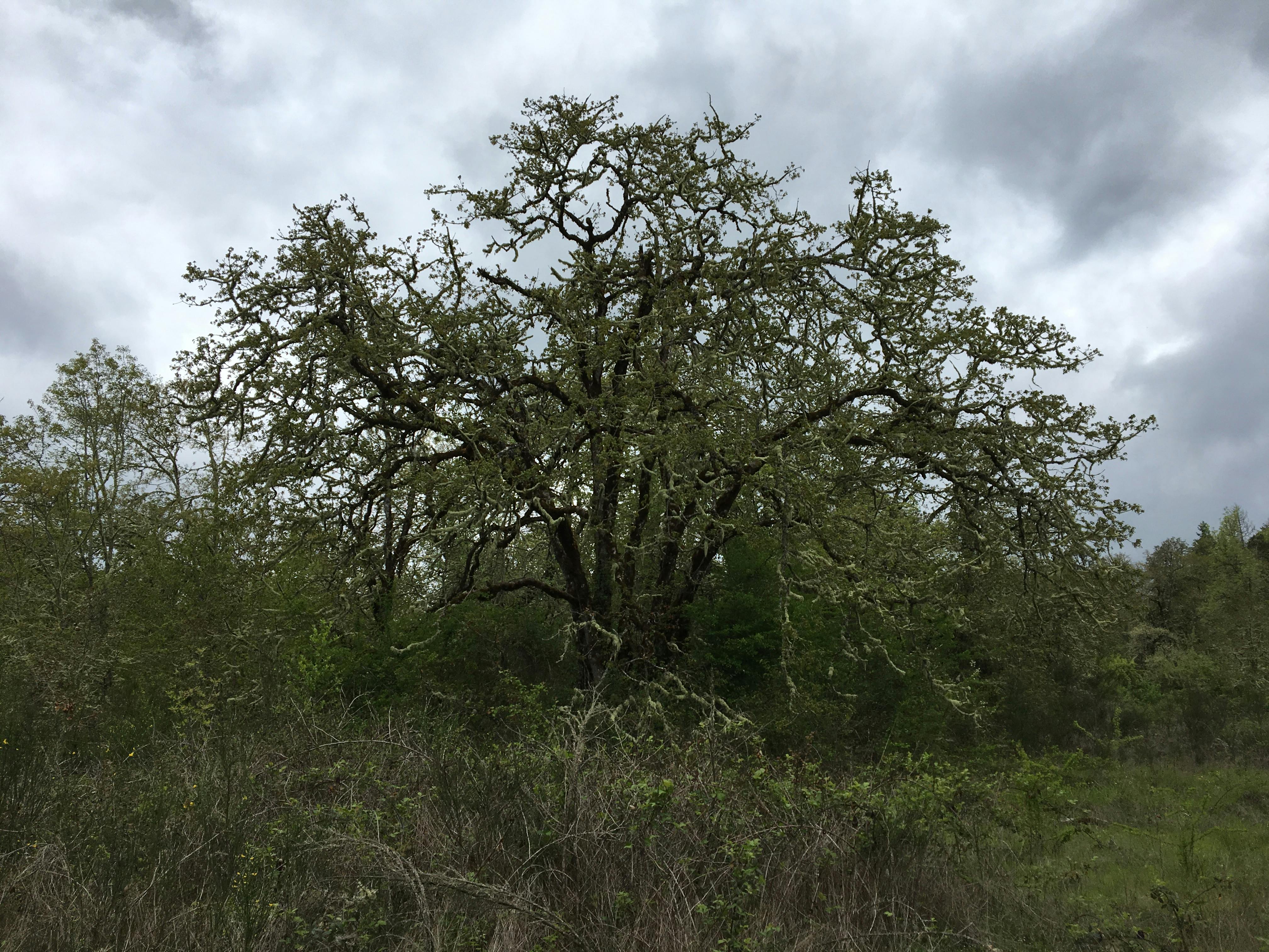 Open grown Oregon white oak spring