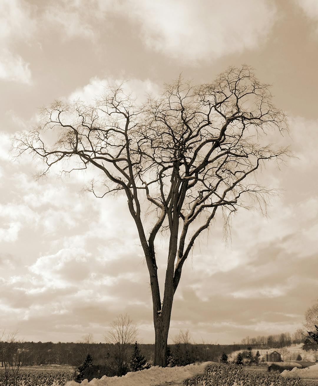 The tree is located on the Robert Strang property
on the Jericho/Essex town line, Vermont Route 15, and has remarkably survived the
ravages of both Dutch Elm Disease and the ubiquitous road salt to reach its current
youthful majestic height.