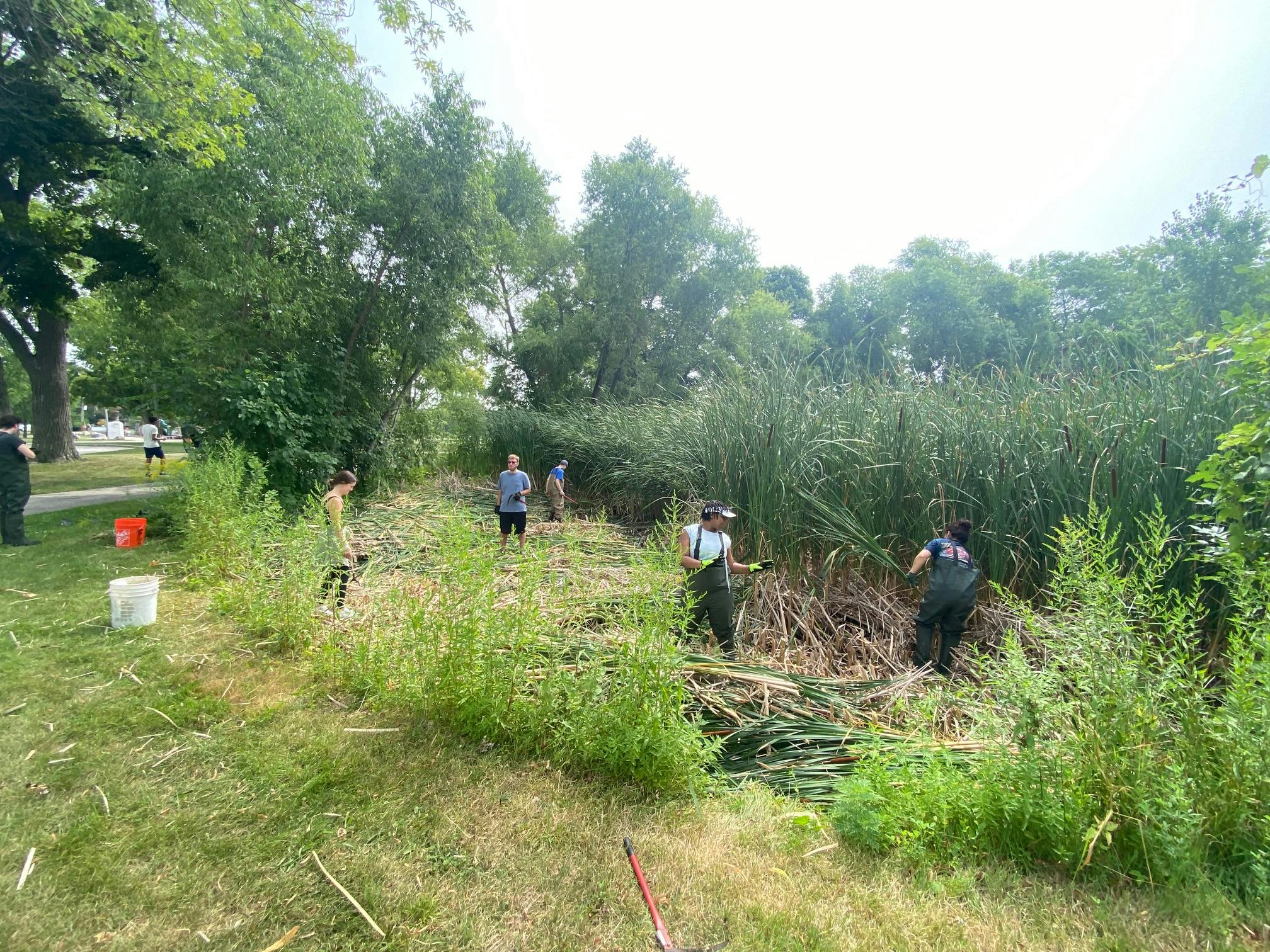 Volunteer Event_Washington Park Lagoon Cattail Removal 2024.jpg