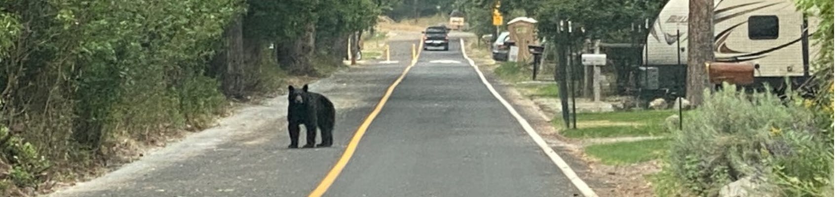 Black bear on the road in the Rattlesnake with a truck in the background
