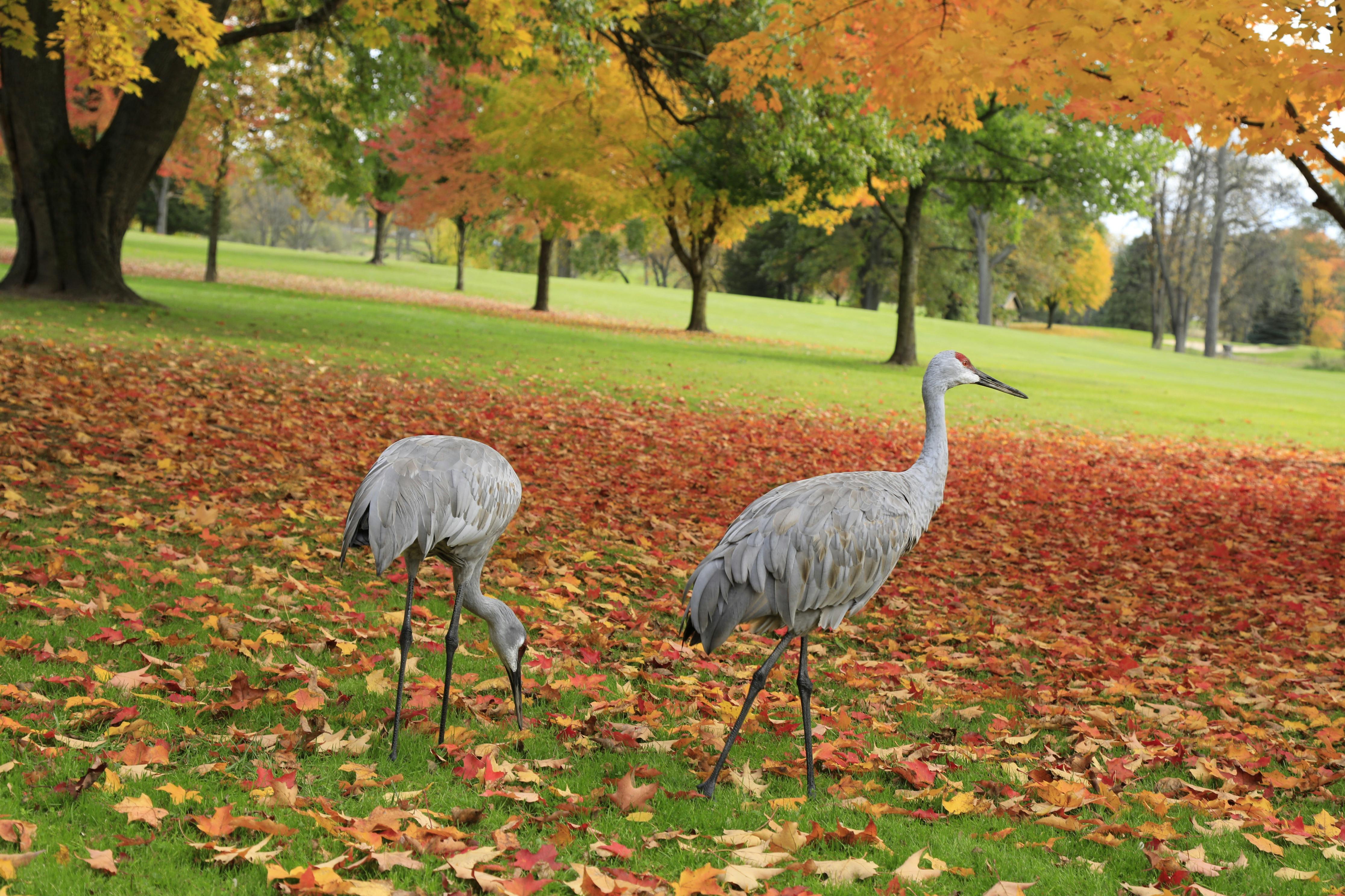 Kim Pham birds (1).jpeg