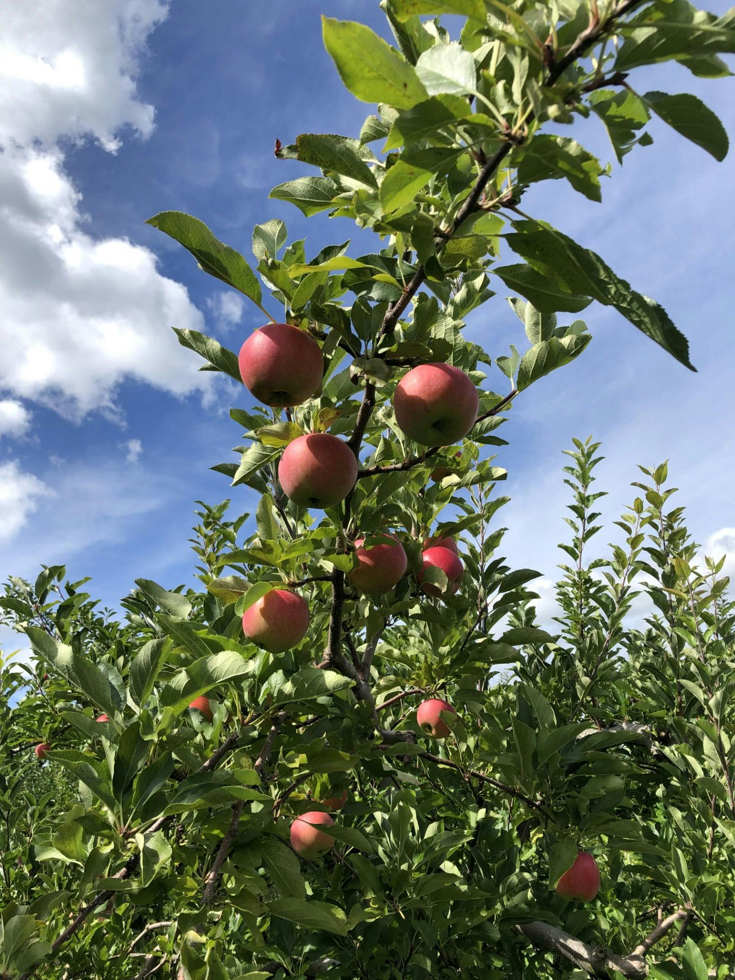 apple tree branch and blue sky 2024.jpg