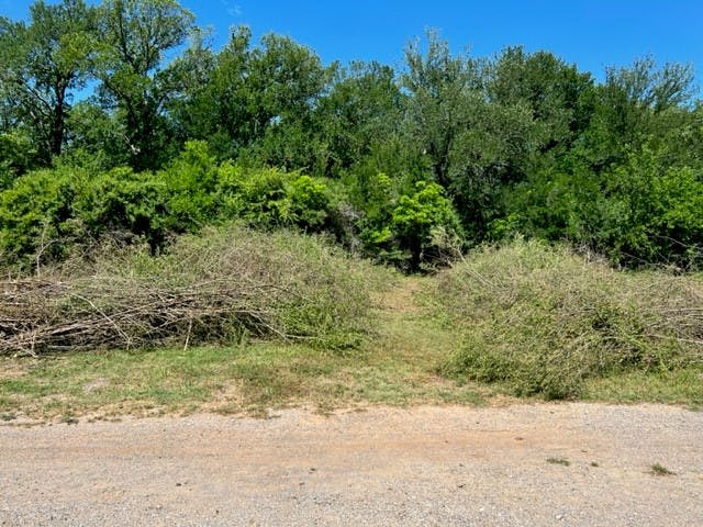 SLP Trail Development Privet Piles