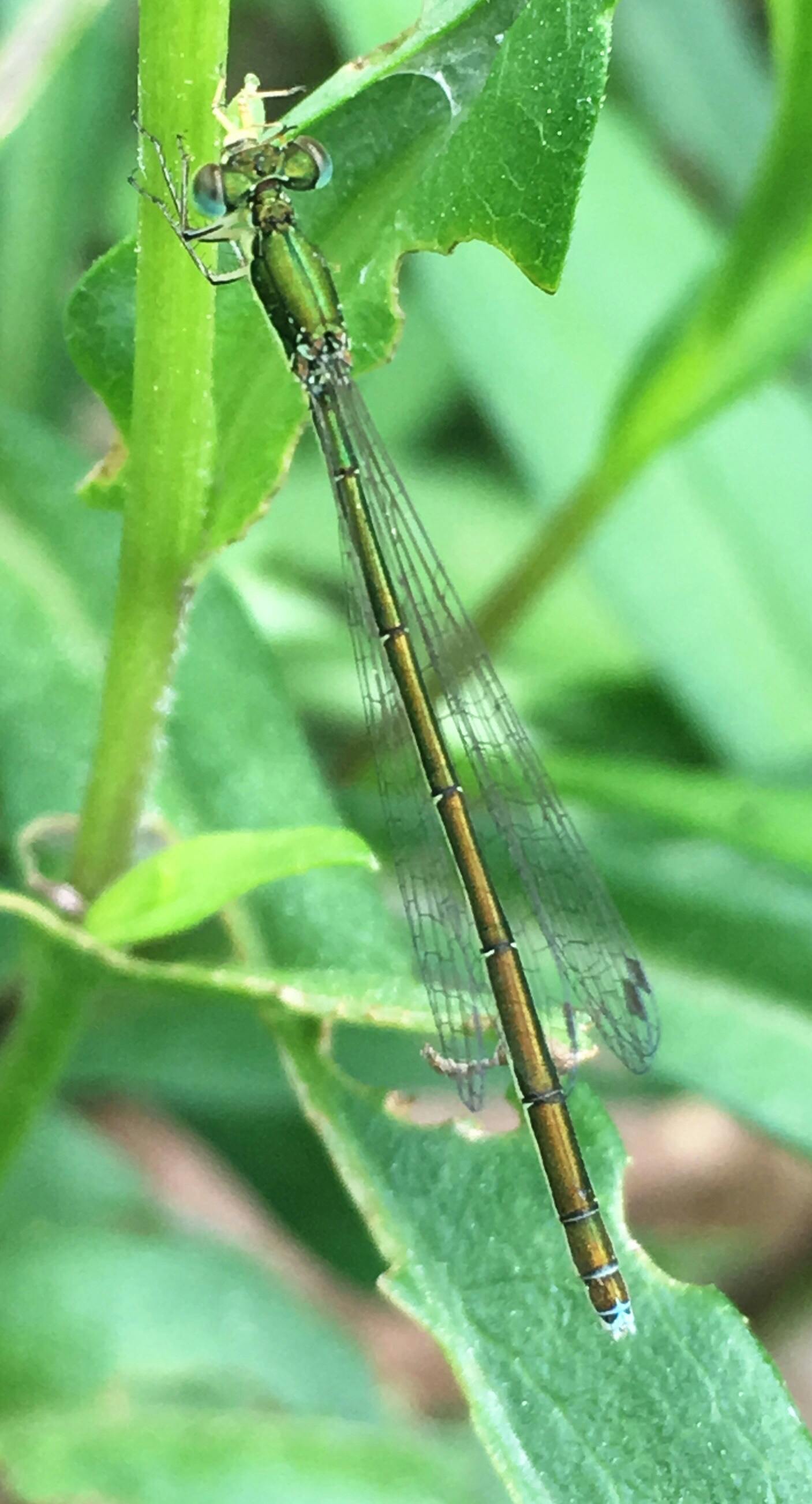 JUNE in the garden-A Sedge Sprite finds refuge among the plants