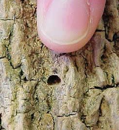 EAB D-shaped exit hole
