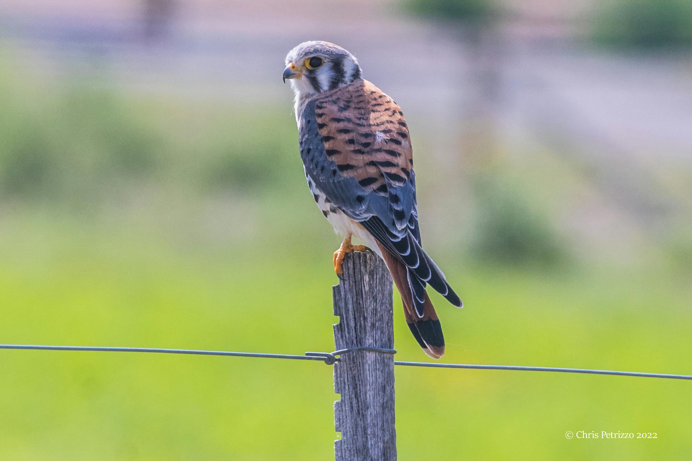 American Kestrel