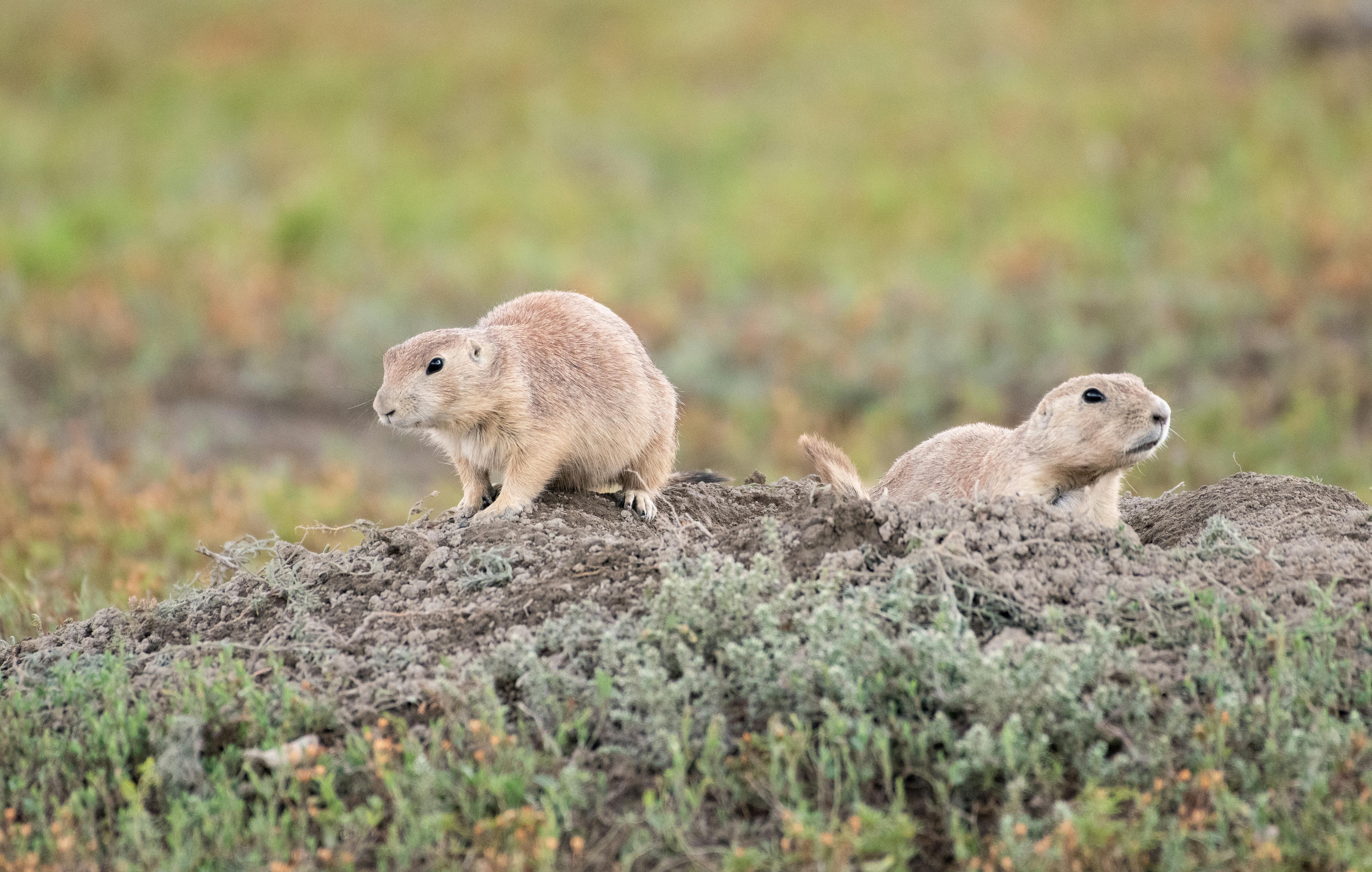 Black-tailed_Prairie_Dog_Brian_Genge-24.jpg
