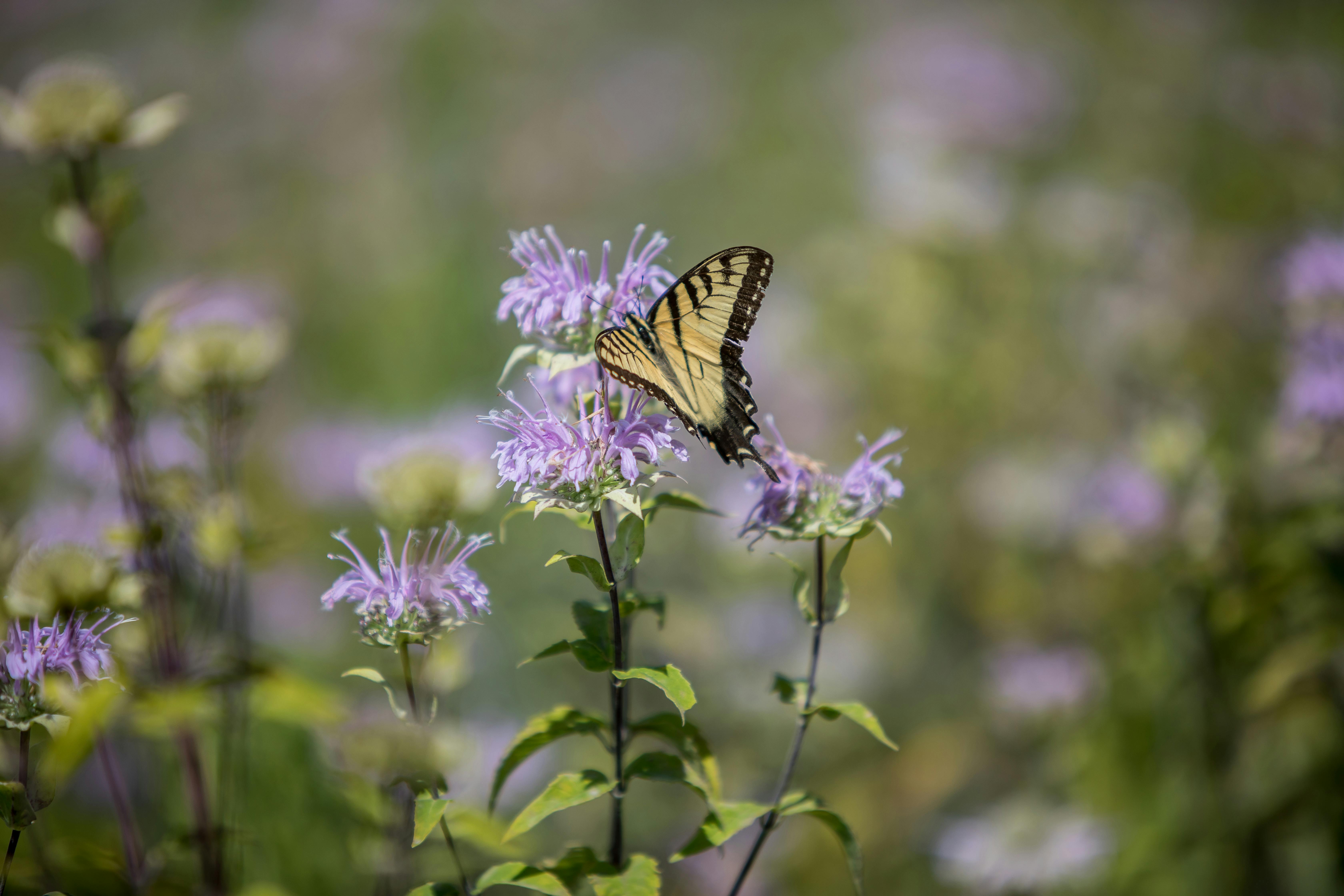 Butterfly on bee balm