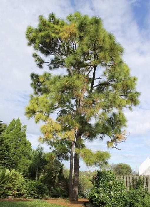 Longleaf Pine