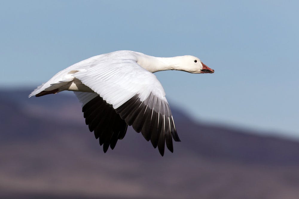 Snow Goose.jpg