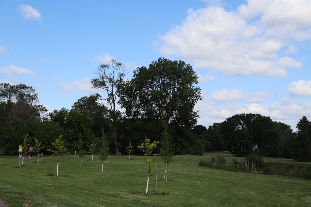 Tree Protection Ordinance Review Better Together Edina