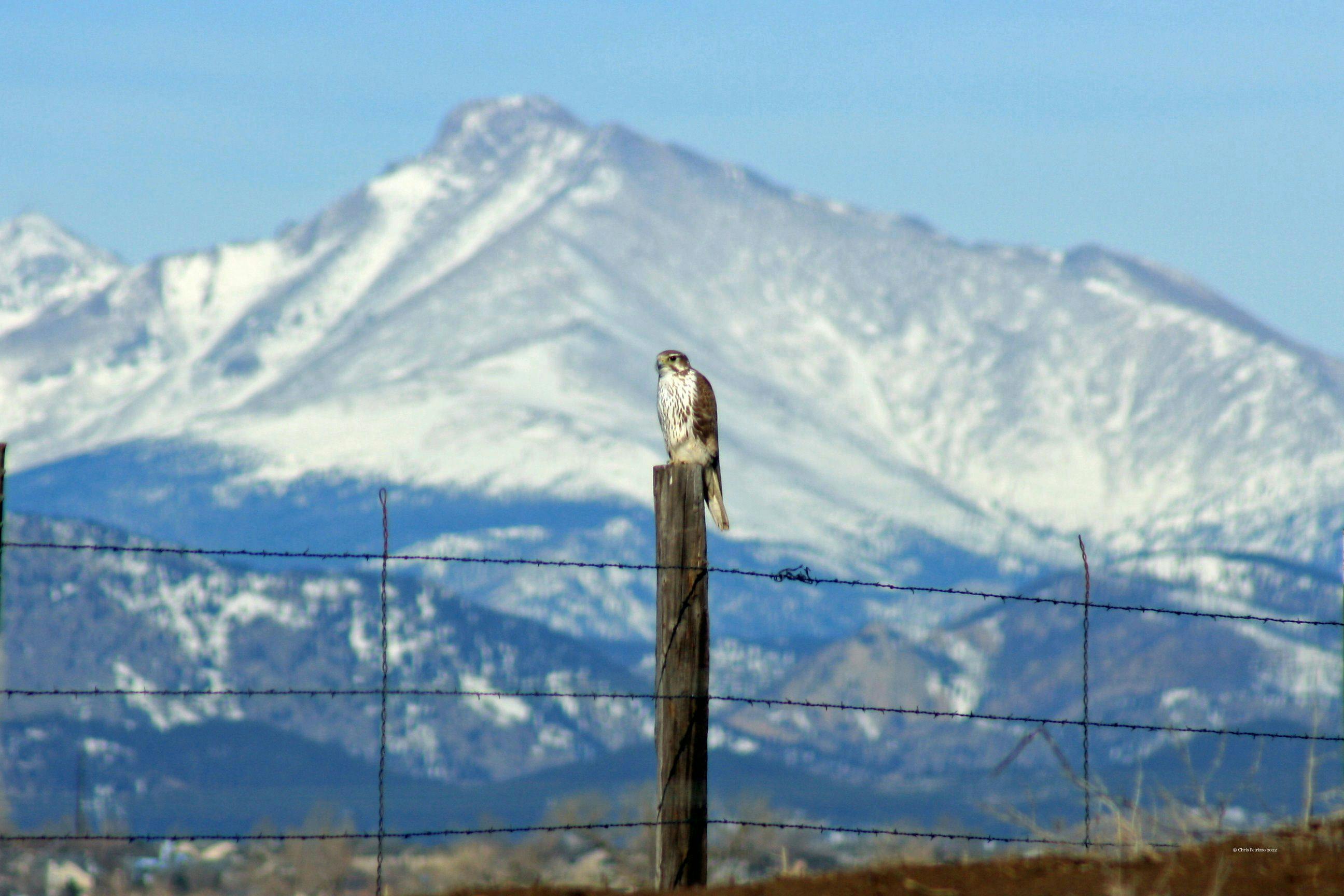 Prairie falcon