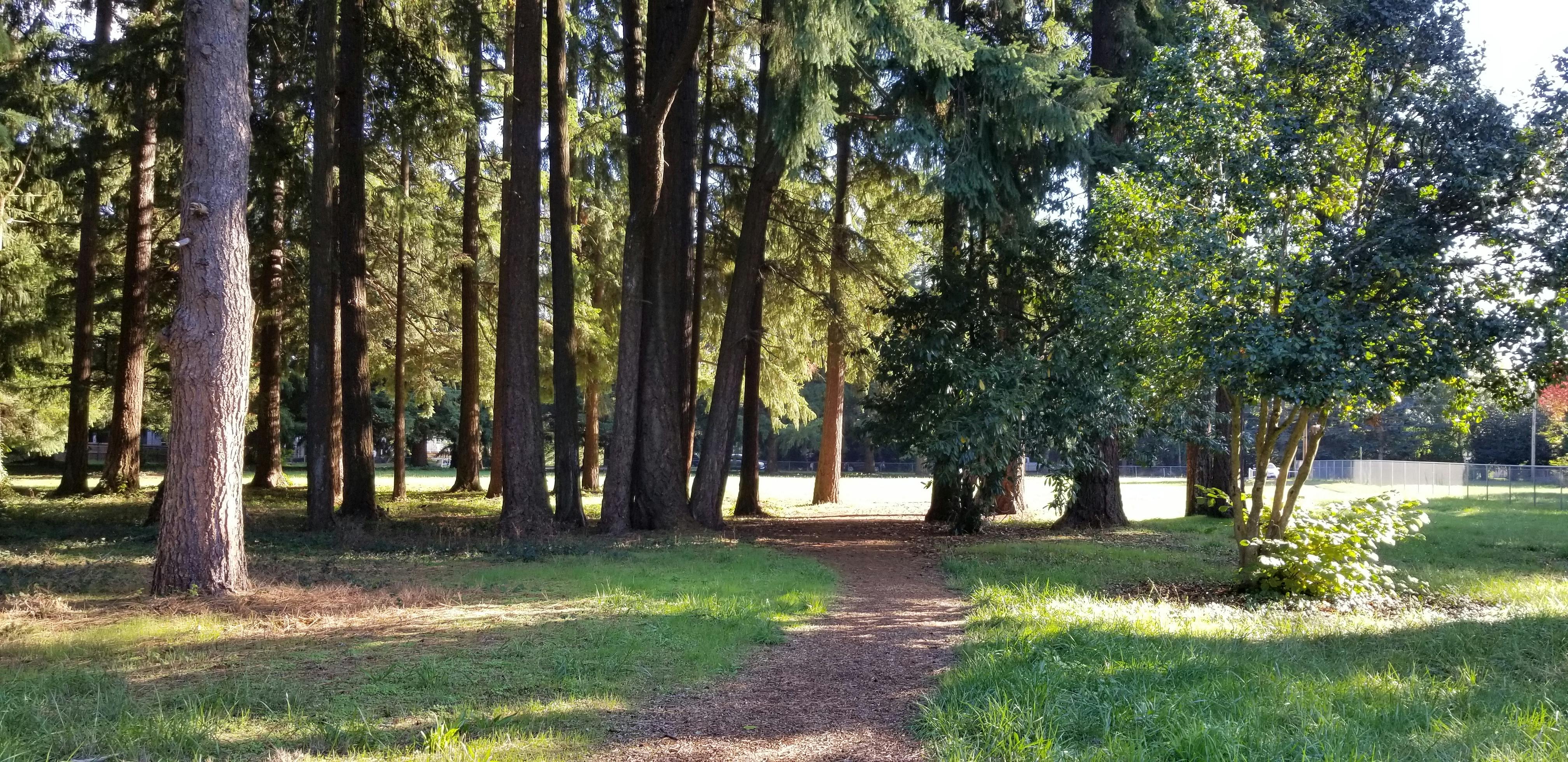 A soft surface trail winds into a tall stand of trees at Shaffer Park