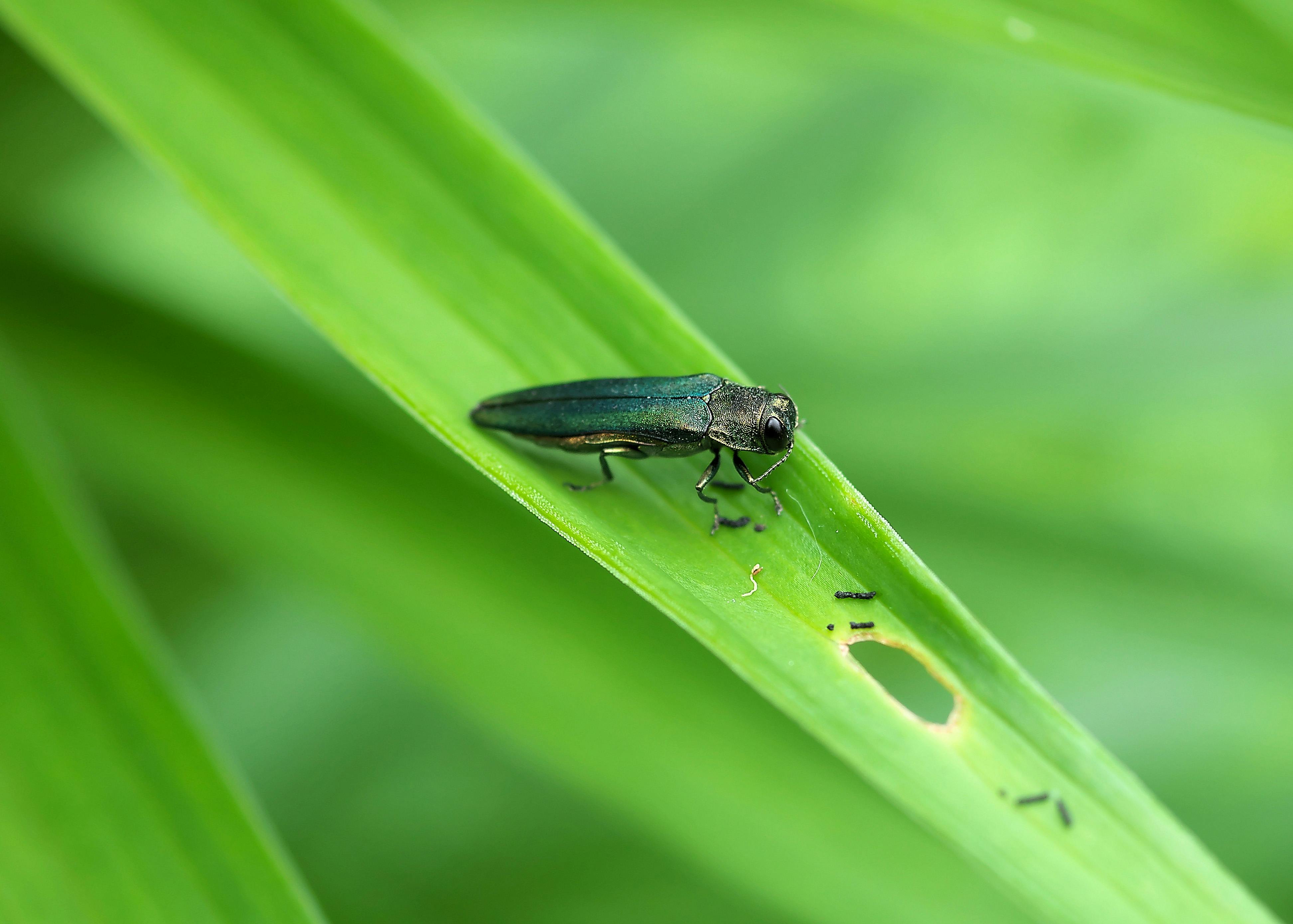 Emerald Ash Borer