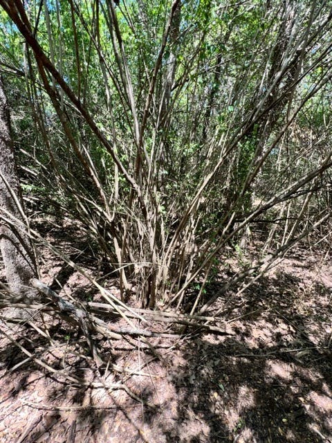 South Lakes Park Privet (before trimming)