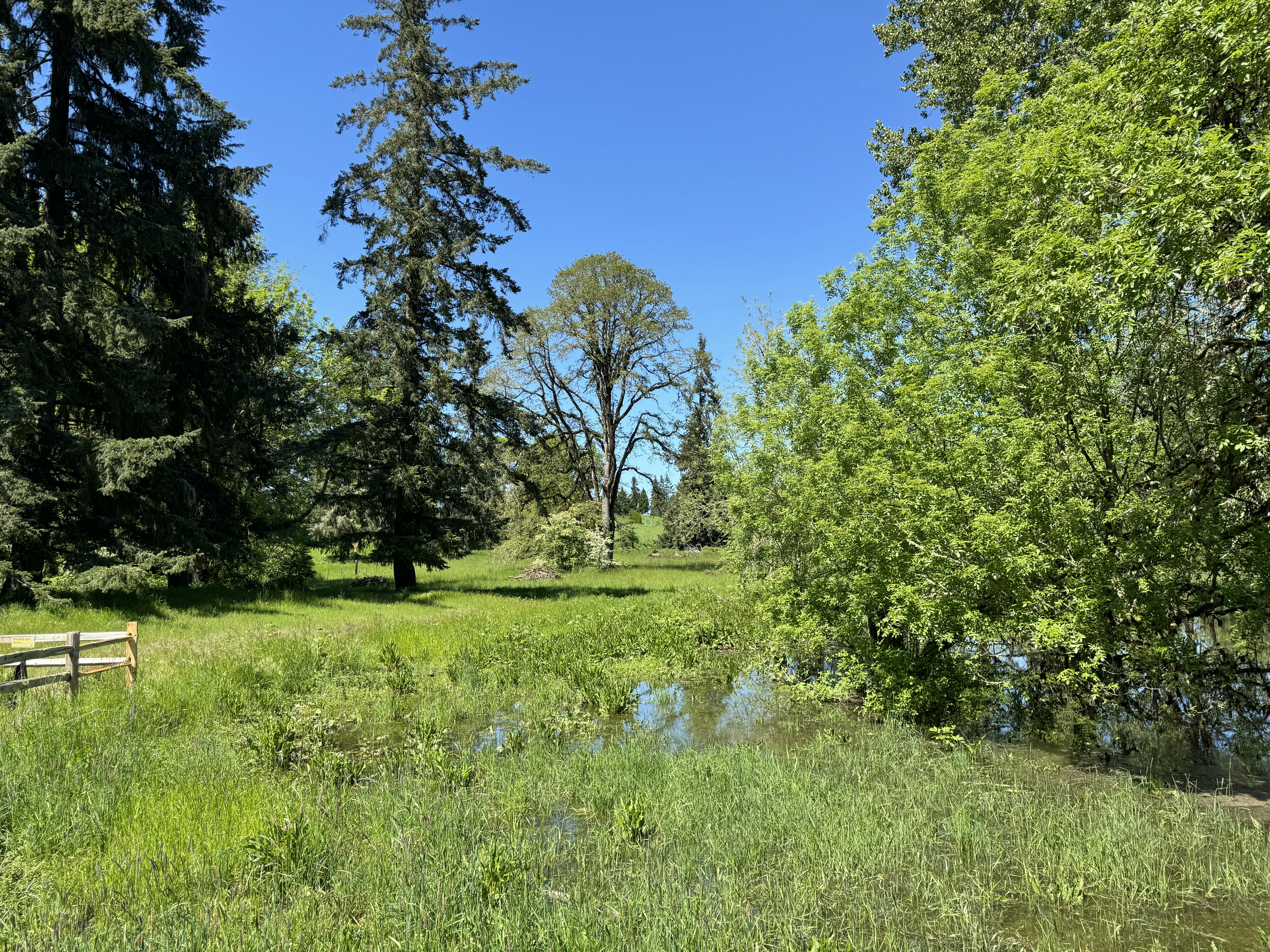 Large trees all throughout a large grassy field.