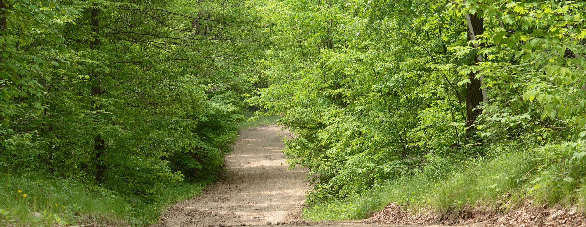 Image of minimum maintenance road in a state forest