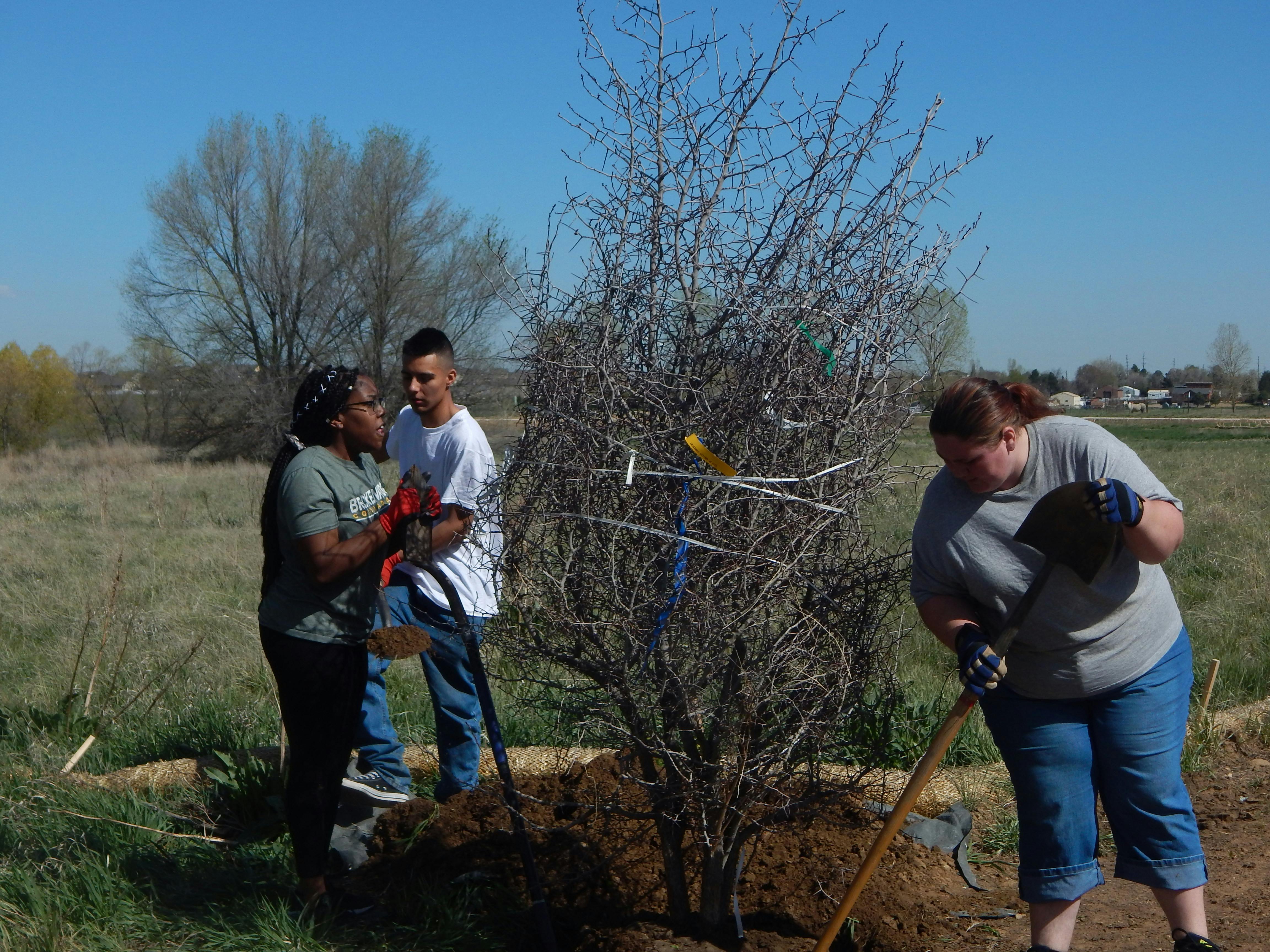 Tree Planting Along the Trail.JPG