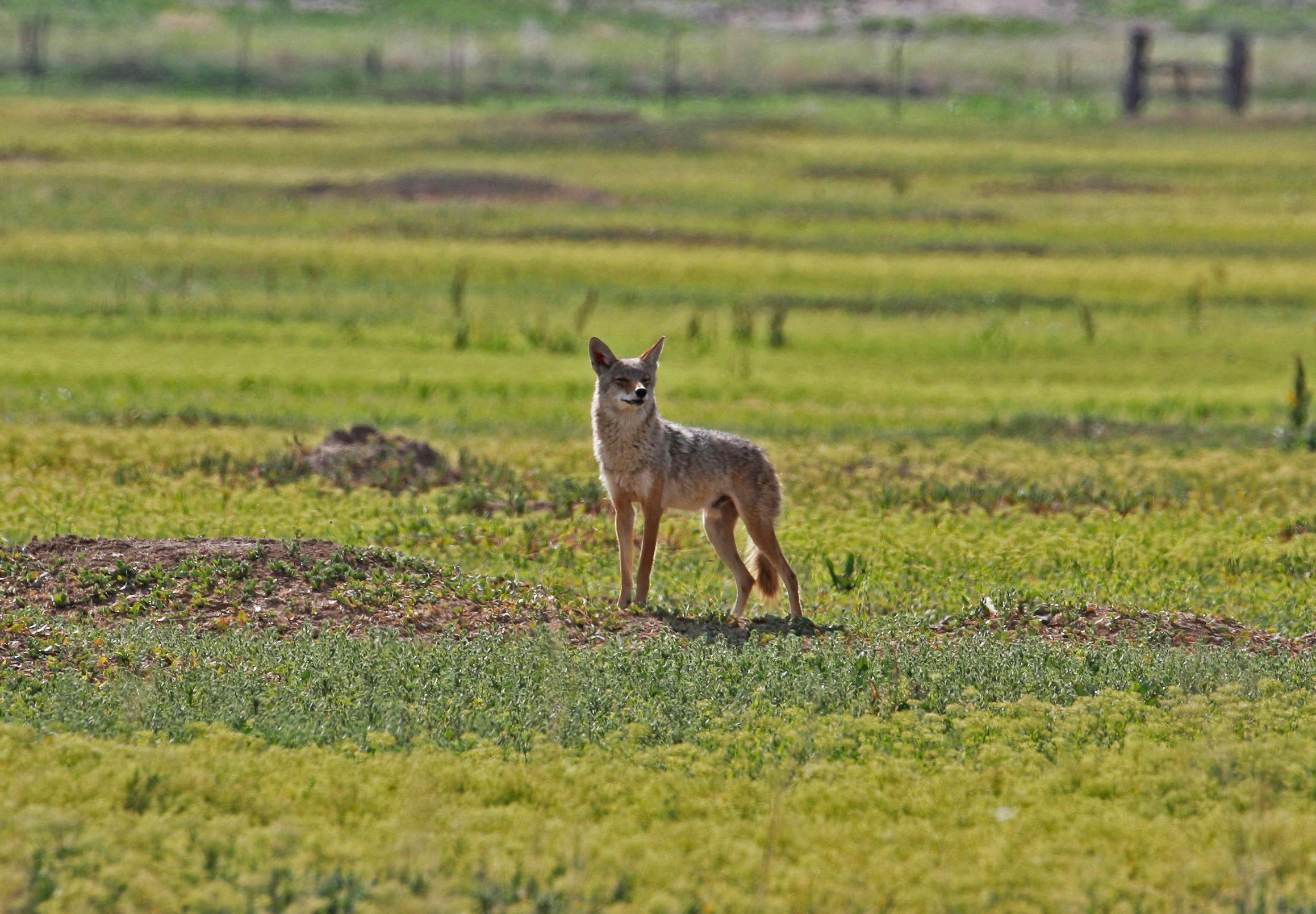 BCCOS-Coyotes-9.jpg