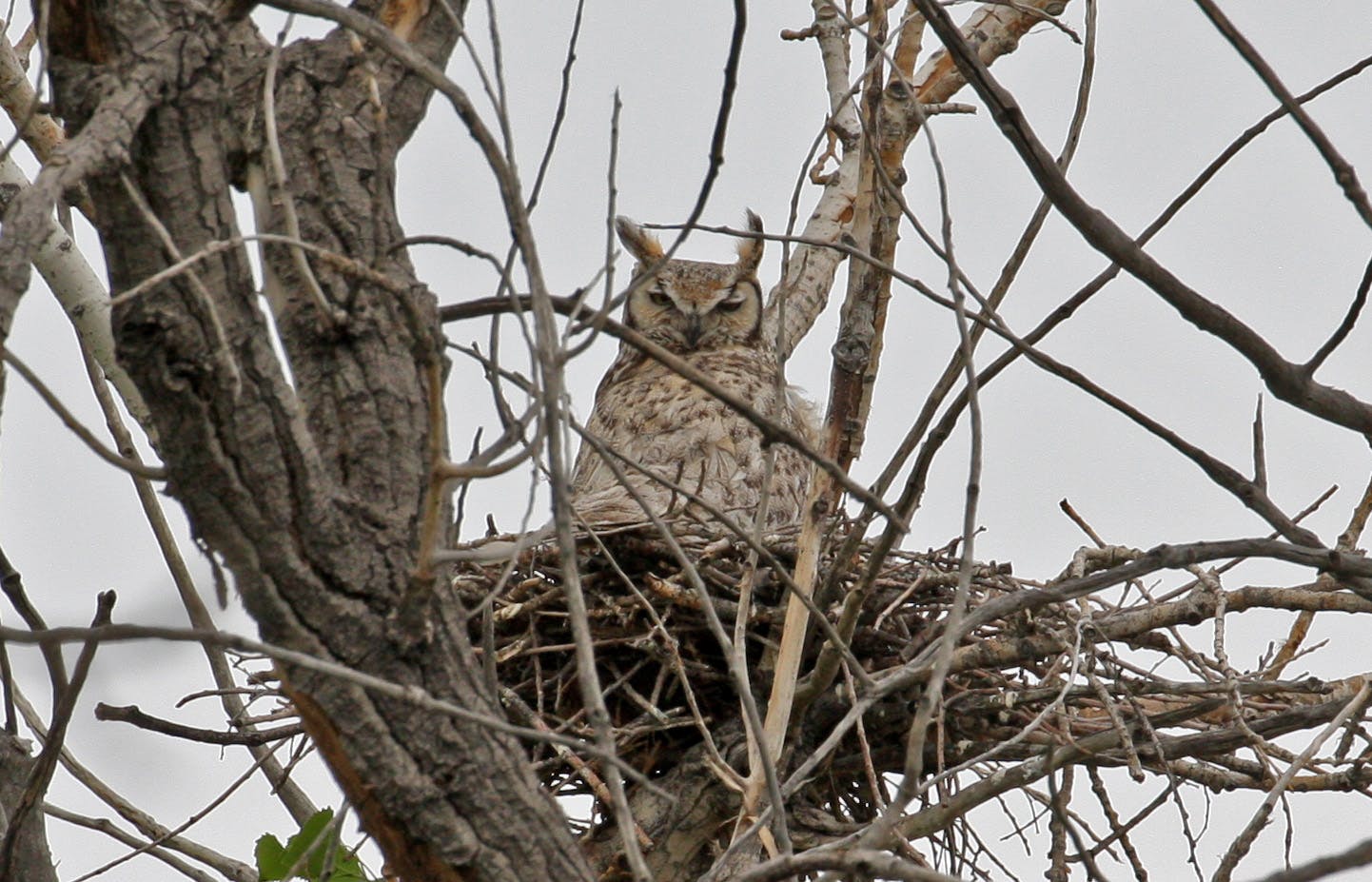 Great Horned Owl
