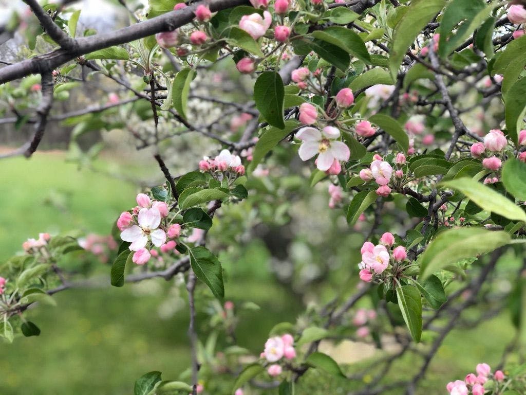 BloomingFlowers.jpeg