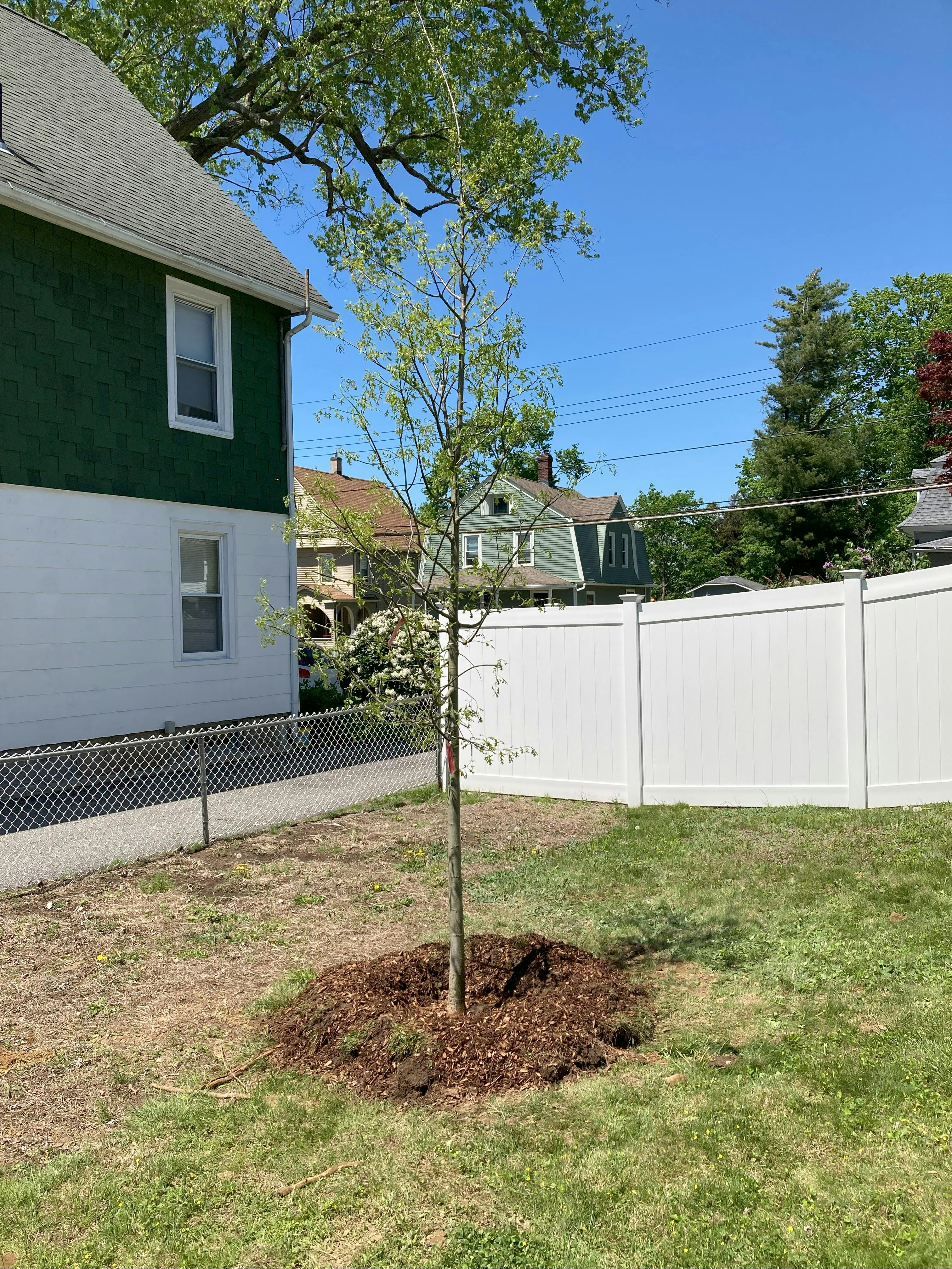 Spring Tree Planting_7.jpg