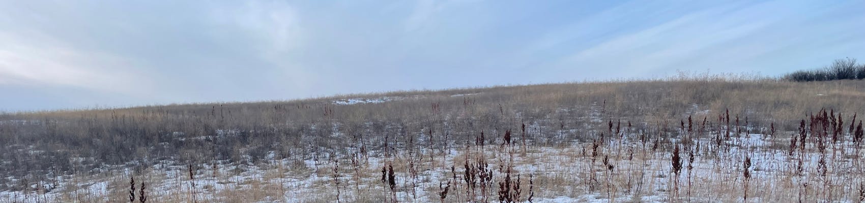 Proposed area for Whippoorwill Salvage Yard area. Shows dead grasses on a winter day