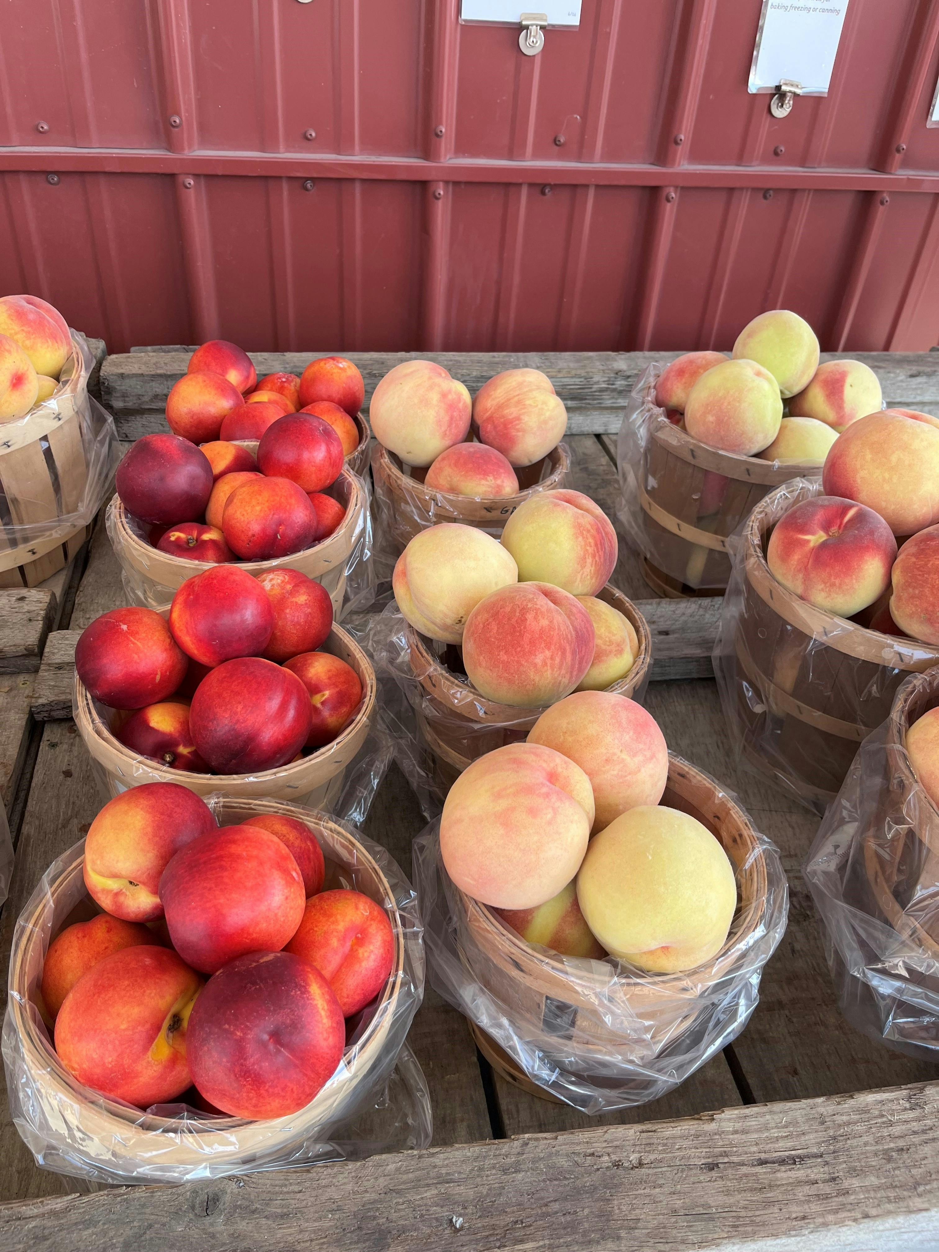 nectarines and peaches in baskets - Bowman Orchards 9-14-24.jpg