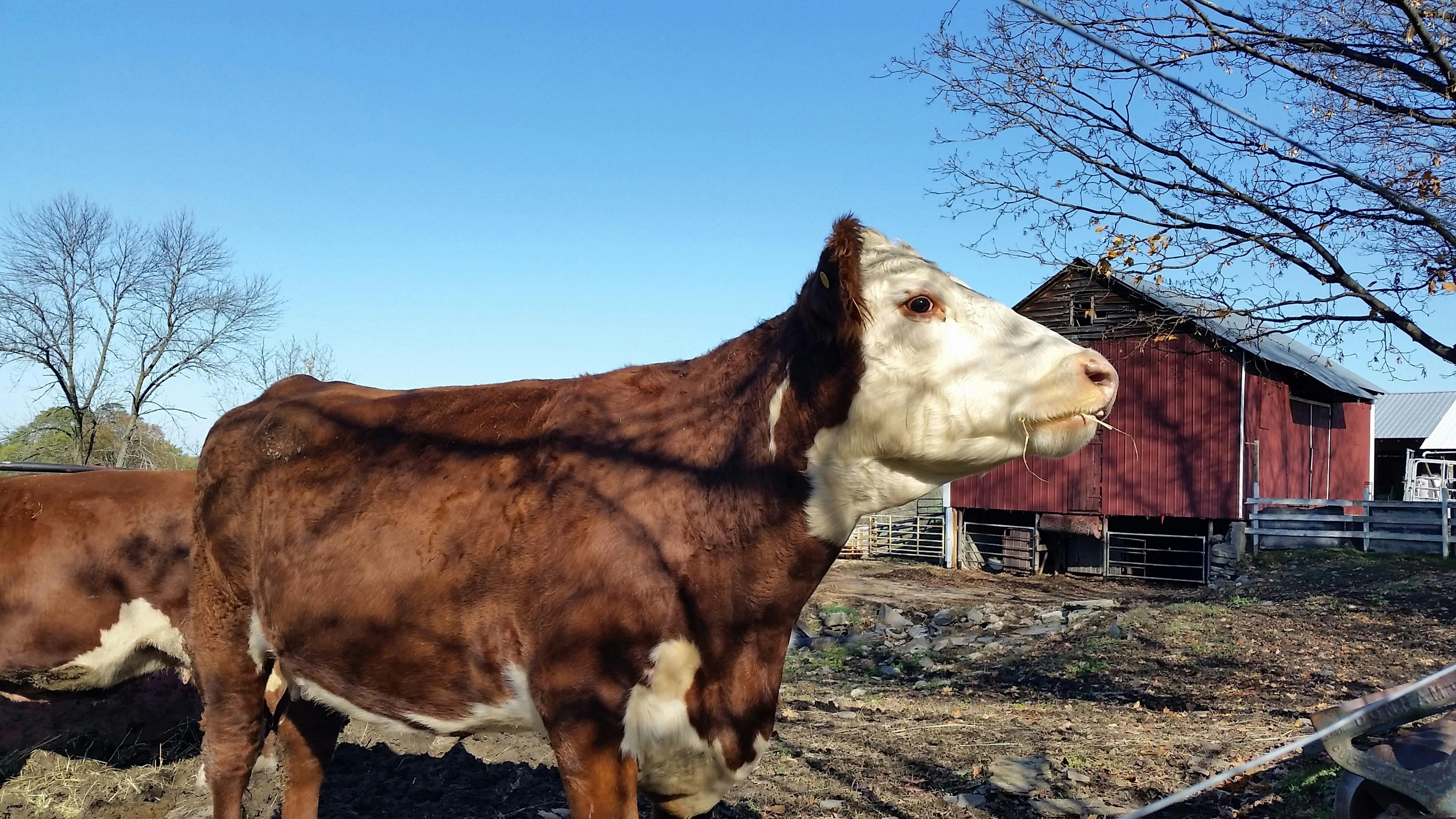 Beef cow_Maple Hill Farm of Ashdown Road_Oct 2019.jpg