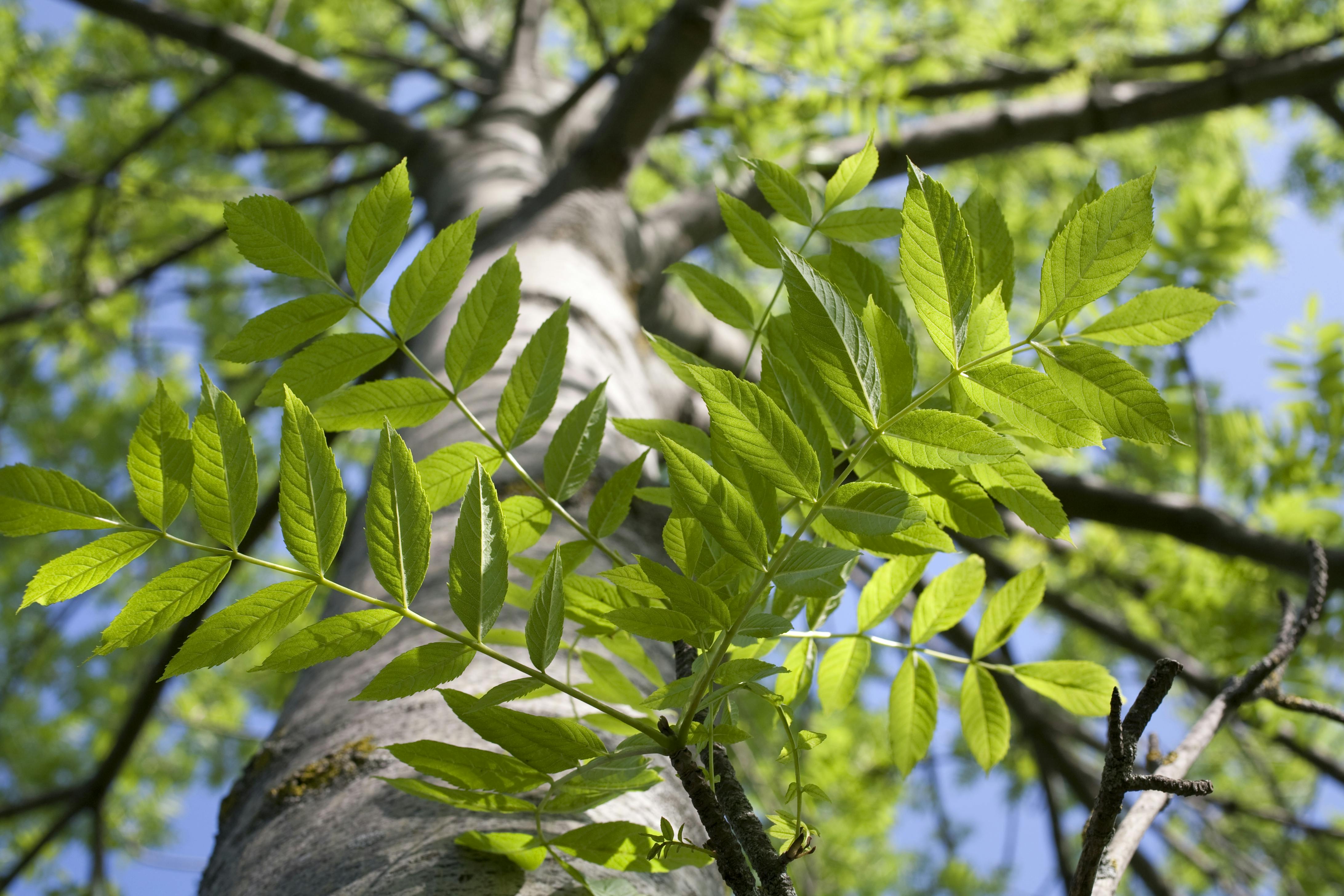 Ash tree leaves