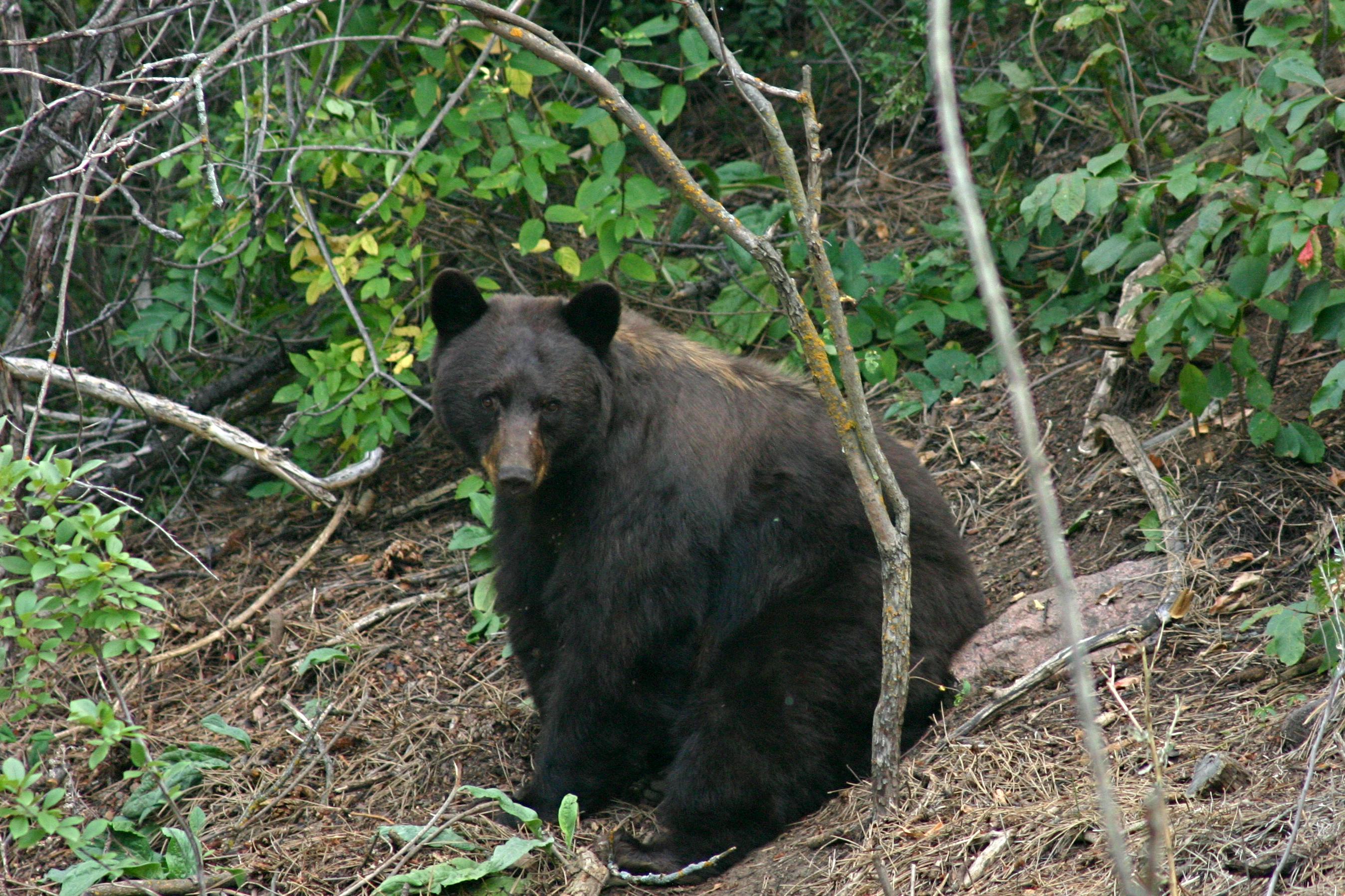 bear-photo