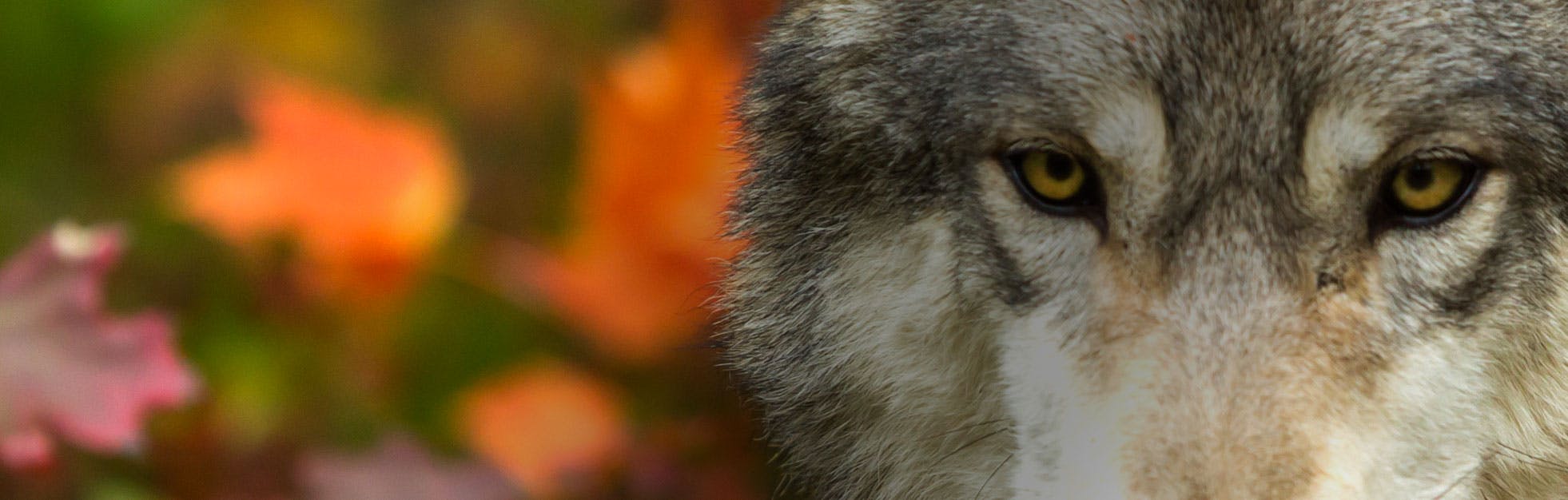 Closeup of a wolf in Minnesota. 