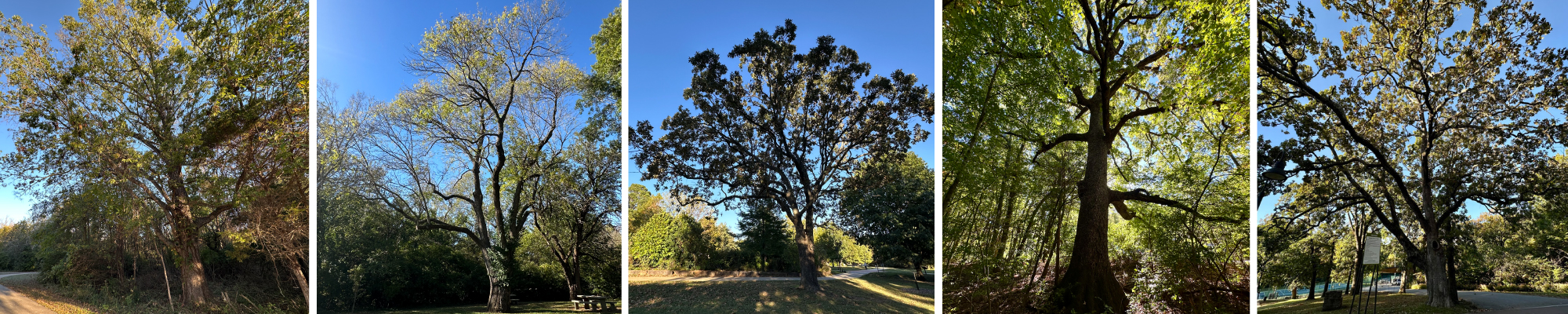 Collage of Amazing Tree candidates