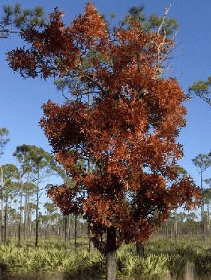 Turkey Oak