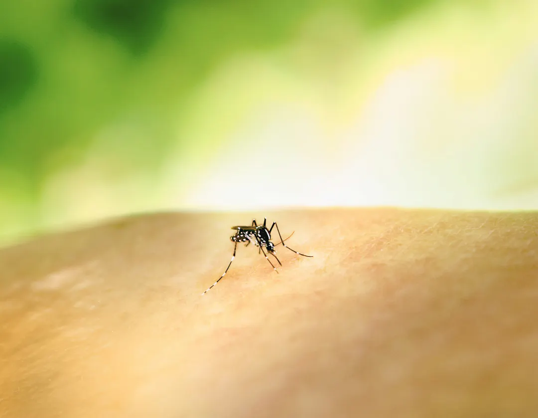 mosquito on light-colored human skin